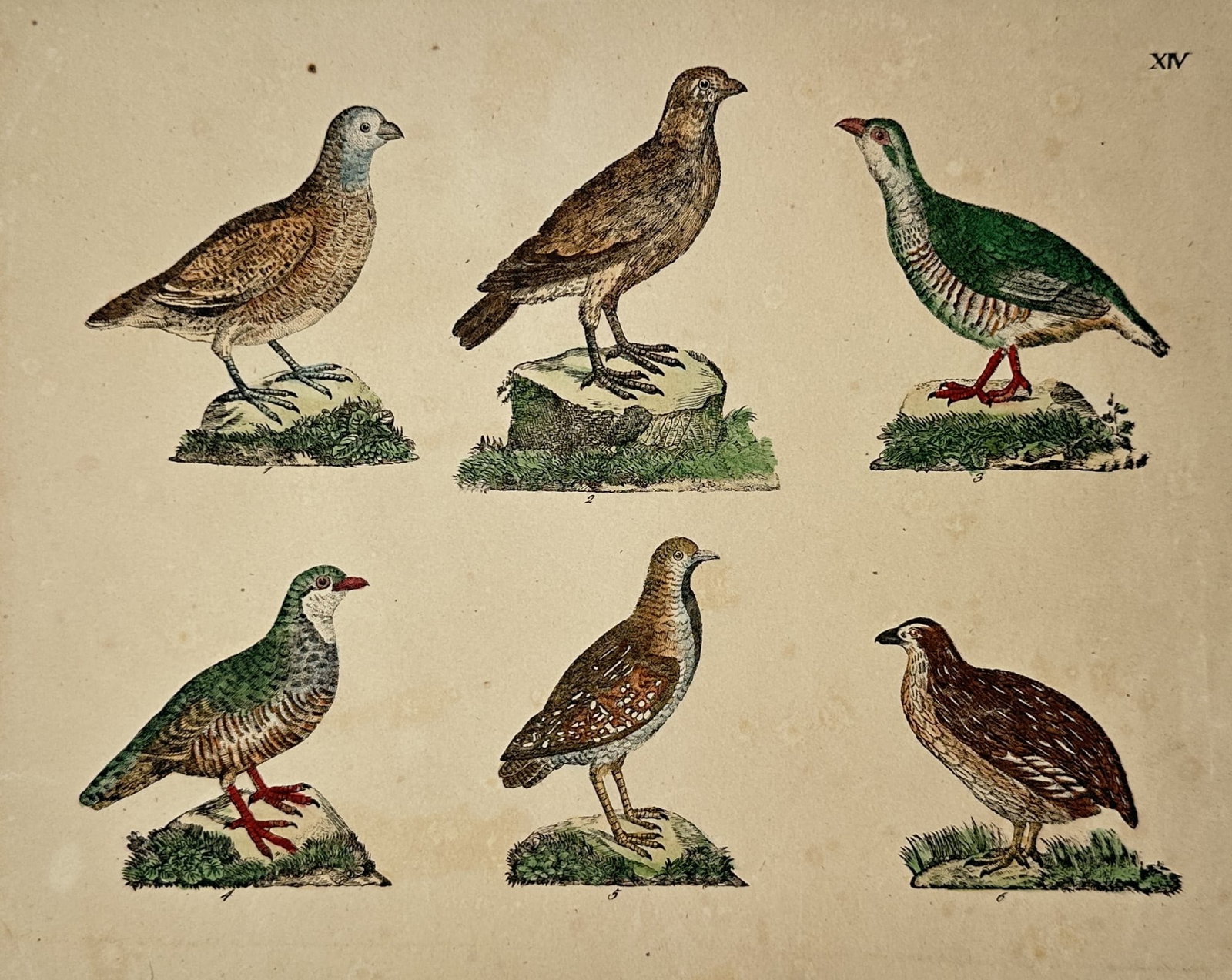 Friedrich Johann Justin Bertuch (1747–1822) – Game Birds and Partridges (1 of 2)