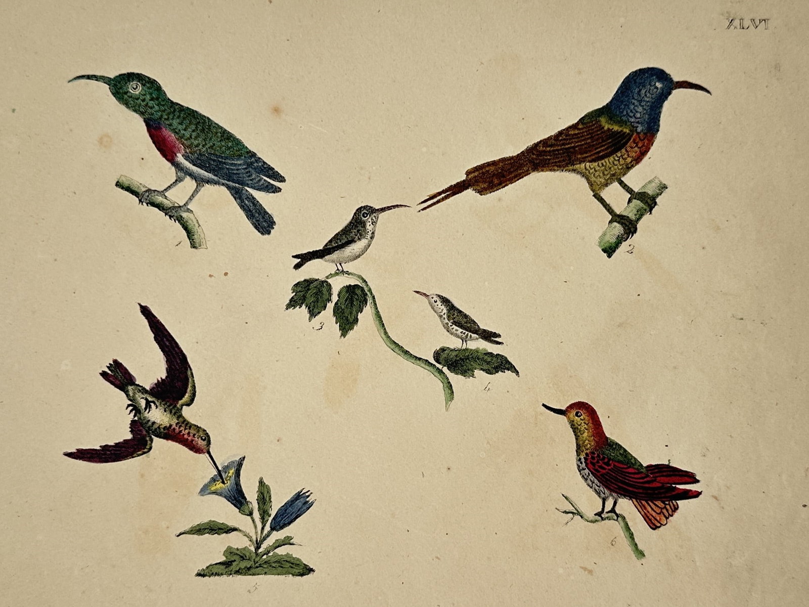 Friedrich Johann Justin Bertuch (1747–1822) – Hummingbirds and Sunbirds: "XLVI." features an ornithological plate displaying six distinct hummingbird and sunbird specimens against a plain background, with several birds perched on small branches, two small birds nestled amo