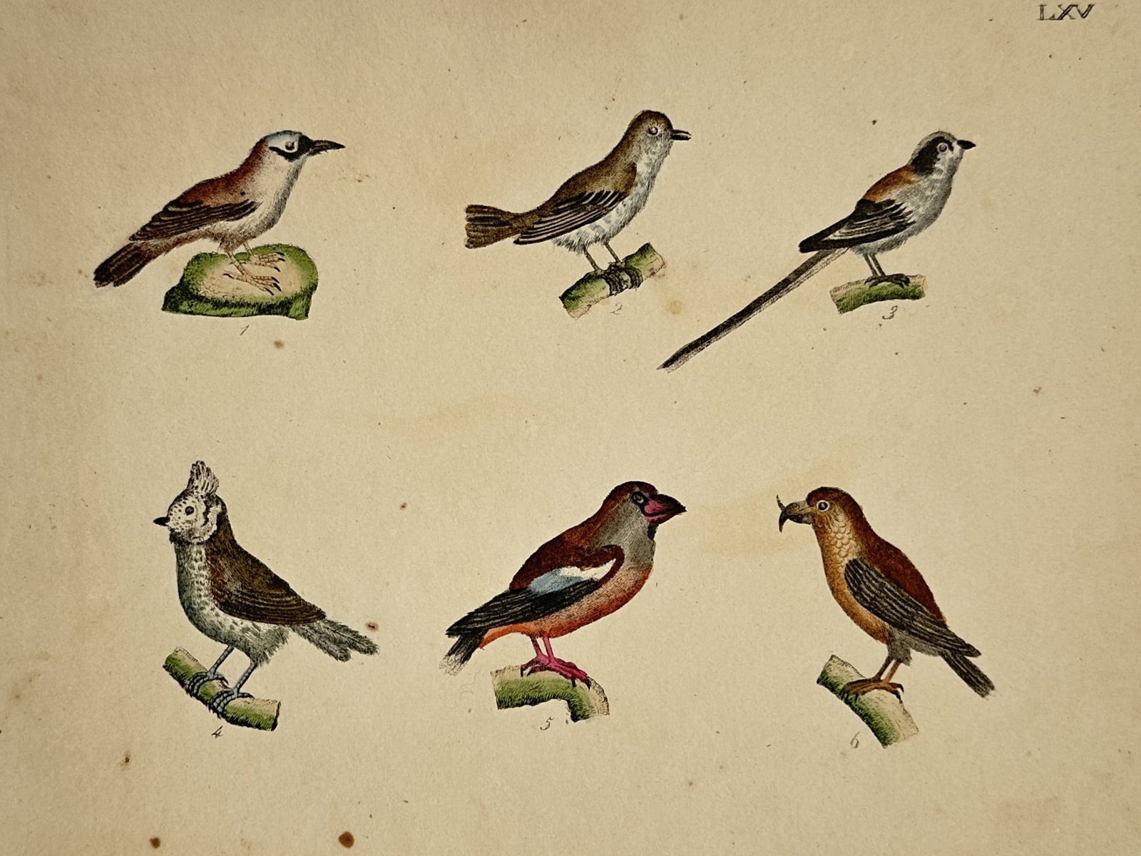 Friedrich Johann Justin Bertuch (1747–1822) – Finches and Passerine Birds (1 of 2)