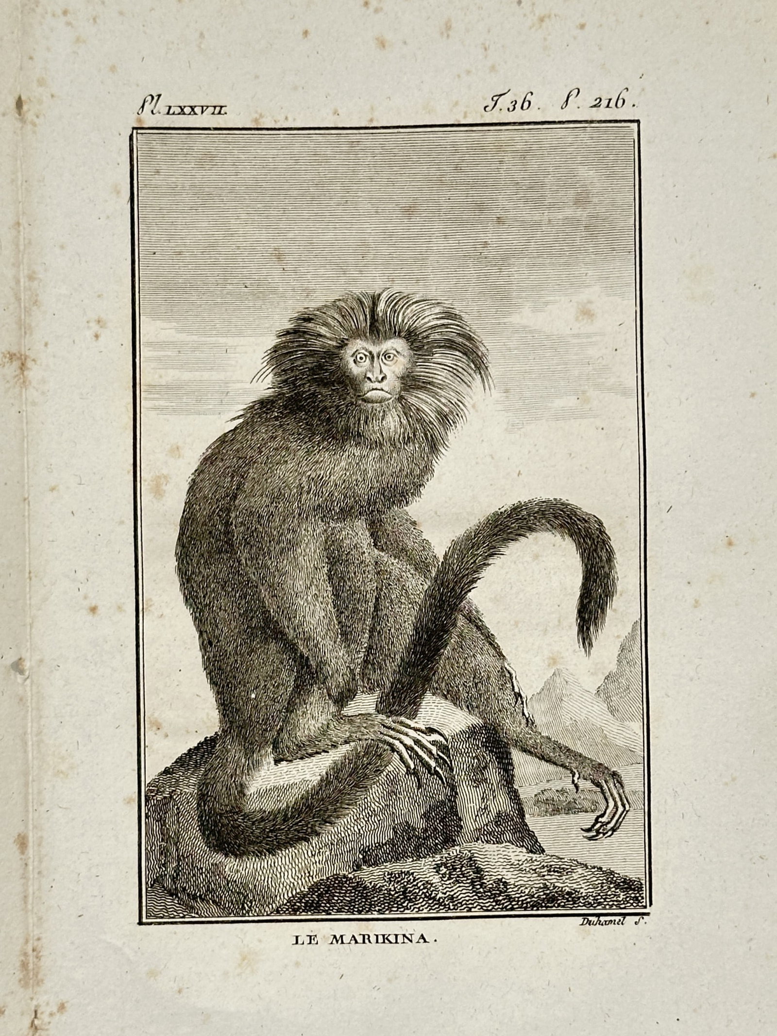 Georges-Louis Leclerc, Comte de Buffon – Le Marikina – Engraving (c. 1770–1785) (1 of 2)