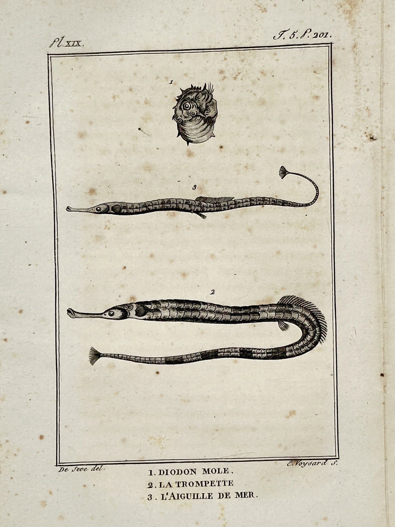 Georges-Louis Leclerc, Comte de Buffon – Diodon Mole, La Trompette, and L'Aiguille de Mer (1 of 2)