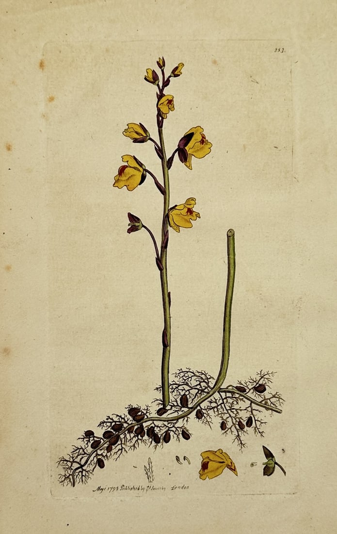James Sowerby (1757–1822) – Utricularia Specimen – Hand-Colored Engraving (1793): "243" features a botanical illustration displaying a slender, erect flowering stem of a bladderwort species (Utricularia) bearing vibrant yellow orchids-like blossoms with tiny reddish spots, rising f