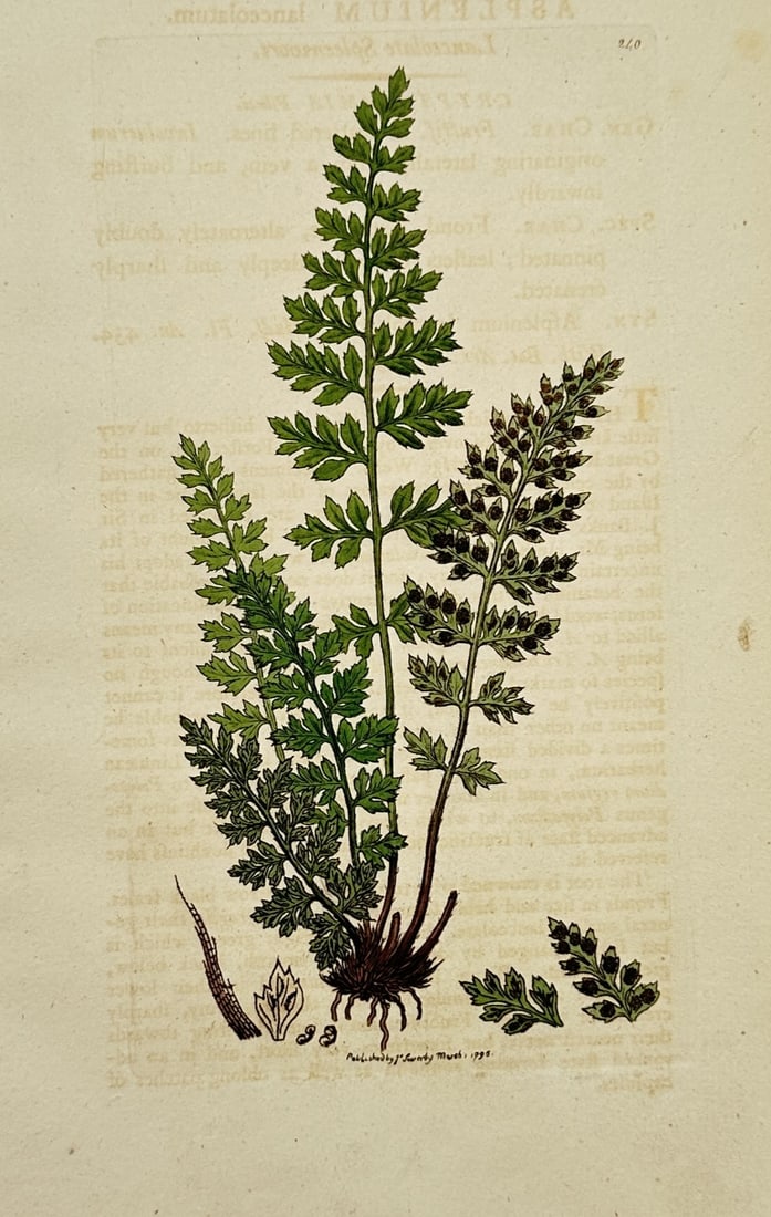 James Sowerby (1757–1822) – Asplenium Lanceolatum (Lanceolate Spleenwort): Features a botanical illustration displaying three upright green fronds of a lanceolate spleenwort fern (Asplenium lanceolatum, noted in reverse text at the top) showing both the sterile green pinnae 