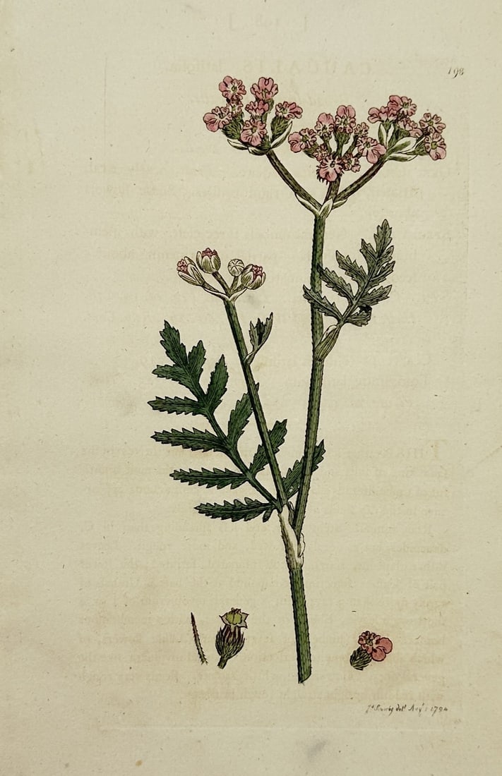James Sowerby (1757–1822) – Achillea Millefolium (Yarrow) – Hand-Colored Engraving (1792) (1 of 2)