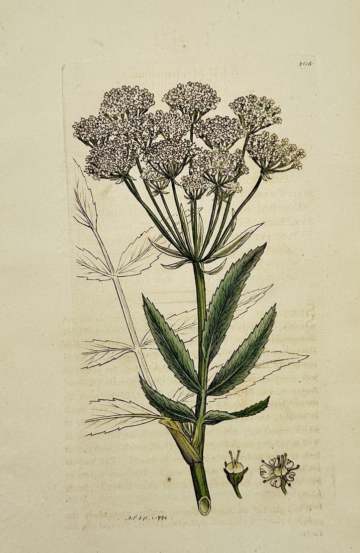 James Sowerby (1757–1822) – Sium Angustifolium (Lesser Water-Parsnip): Features a botanical illustration displaying a thick, upright green flowering stem of an umbelliferous species (Sium variant, noted in reverse text at the top) with serrated green lanceolate leaves, t