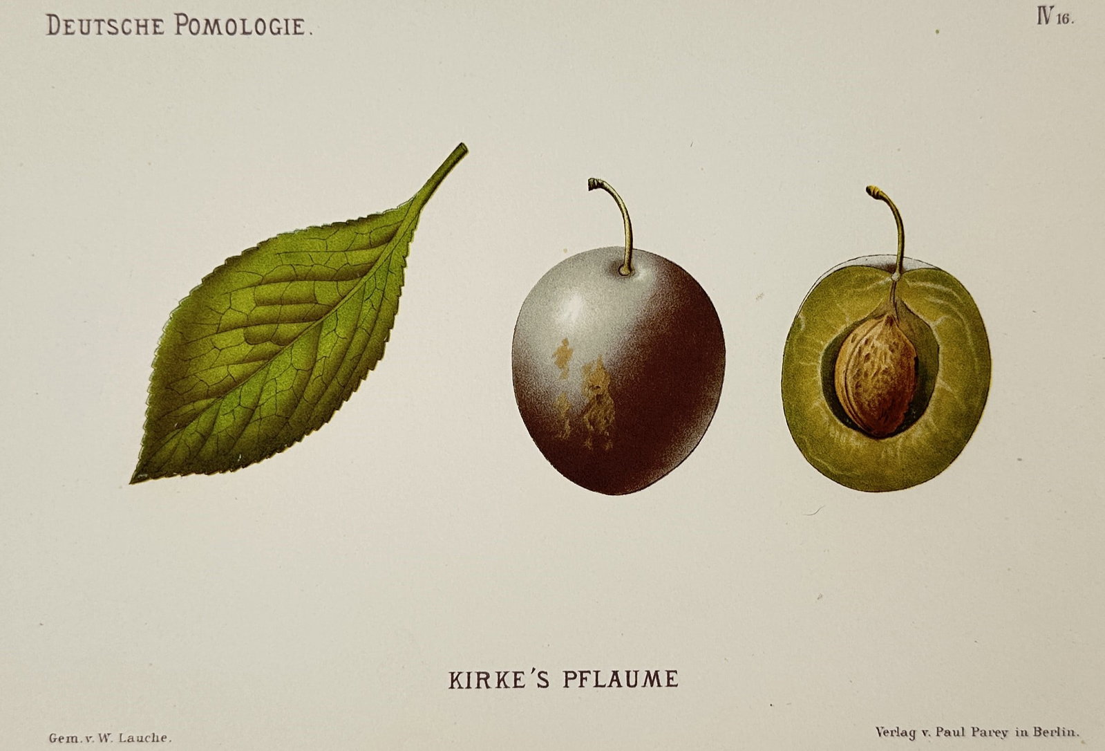 Wilhelm Lauche (1827–1883) – Kirke's Plum – Lithograph (1882): This work illustrates a pomological study of Kirke's plum, displaying a single textured green leaf, a whole dark purple plum with a light bloom, and a cross-section revealing the green flesh and centr