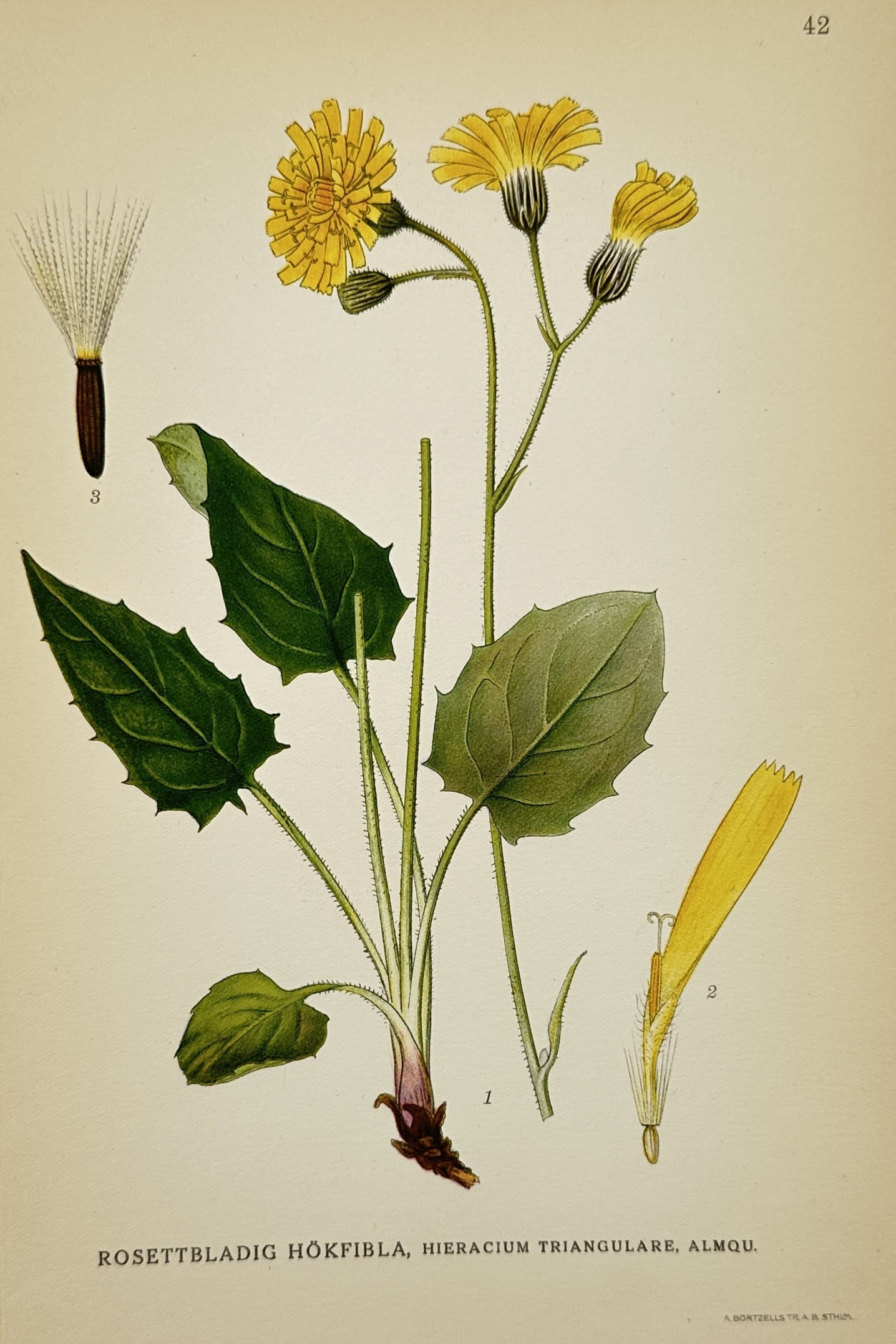Carl Lindman (1856–1928) – Triangular Hawkweed – Lithograph (1926) (1 of 2)