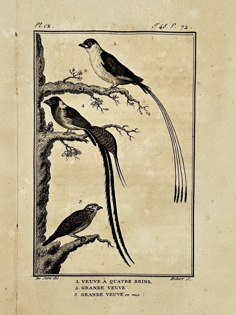 Georges-Louis Leclerc, Comte de Buffon – Whydah Birds – Engraving (c. 1770–1785) (1 of 2)