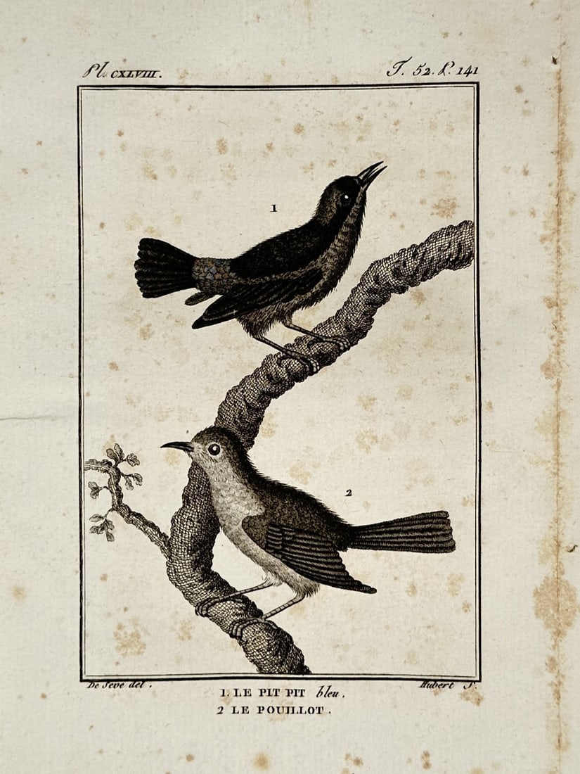 Georges-Louis Leclerc, Comte de Buffon – Meadow Pipit and Leaf Warbler – Engraving: This work illustrates an ornithological study of two small songbirds perched on a texturized branch, depicting a water pipit or meadow pipit and a leaf warbler from Histoire Naturelle, Générale et P