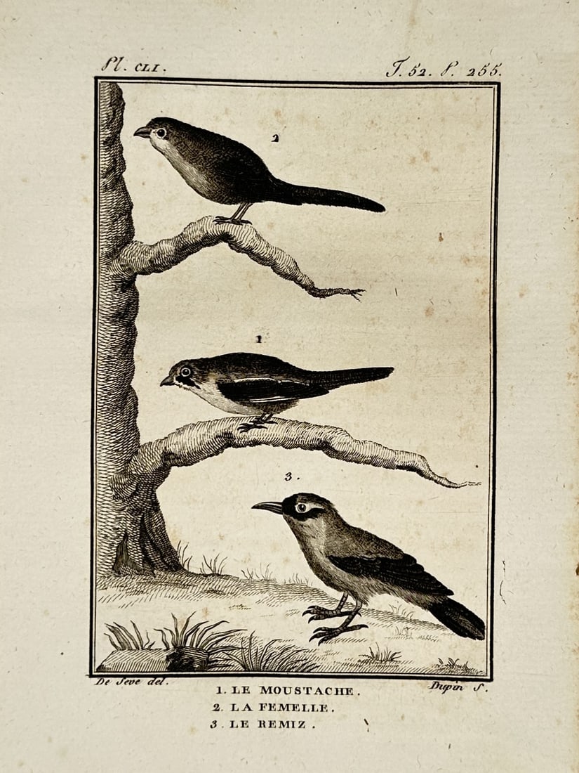 Georges-Louis Leclerc, Comte de Buffon – Bearded Reedling and Penduline Tit – Engraving: This work illustrates an ornithological study of three songbirds, showing a male and female bearded reedling on tree branches and a penduline tit standing on the ground below, from Histoire Naturelle,