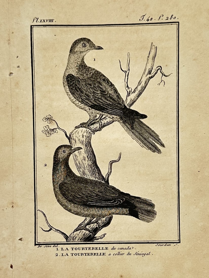 Georges-Louis Leclerc, Comte de Buffon – Passenger Pigeon and Ring-necked Dove – Engraving (1 of 2)