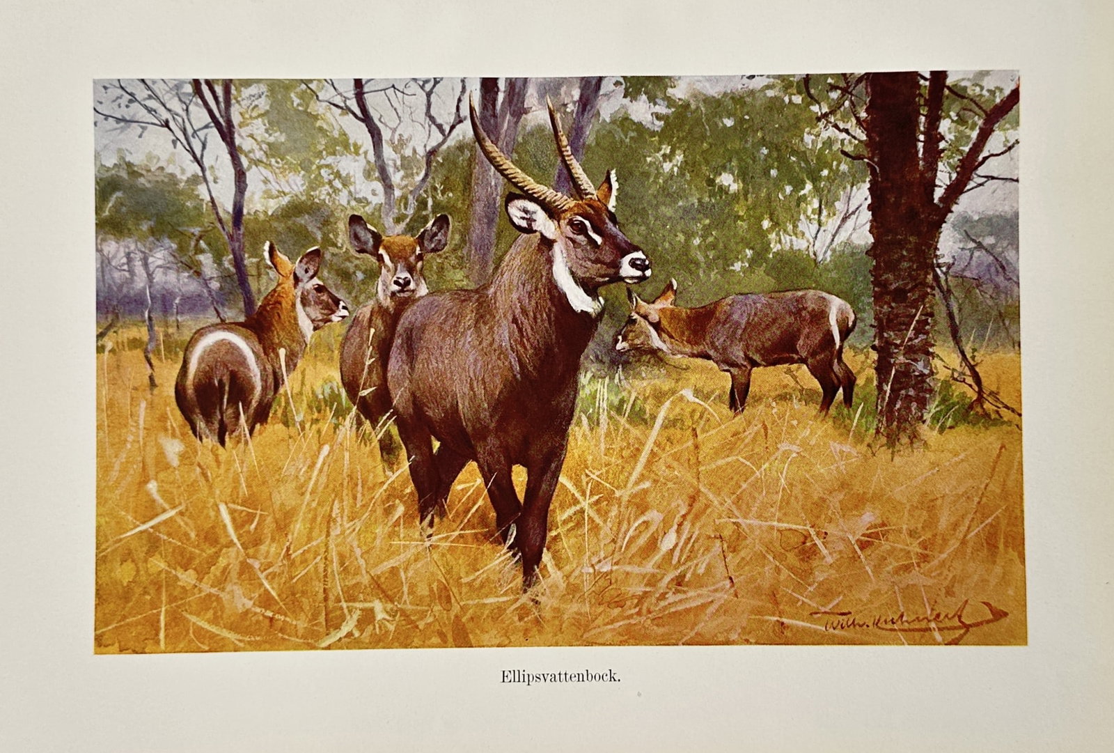 Wilhelm Kuhnert (1865–1926) – Ellipsen Waterbuck – Lithograph (1924): "Ellipsvattenbock." This work illustrates a zoological study of the ellipsen waterbuck, depicting a small herd with a prominent horned male amidst tall golden savanna grass and sparse trees from Djure