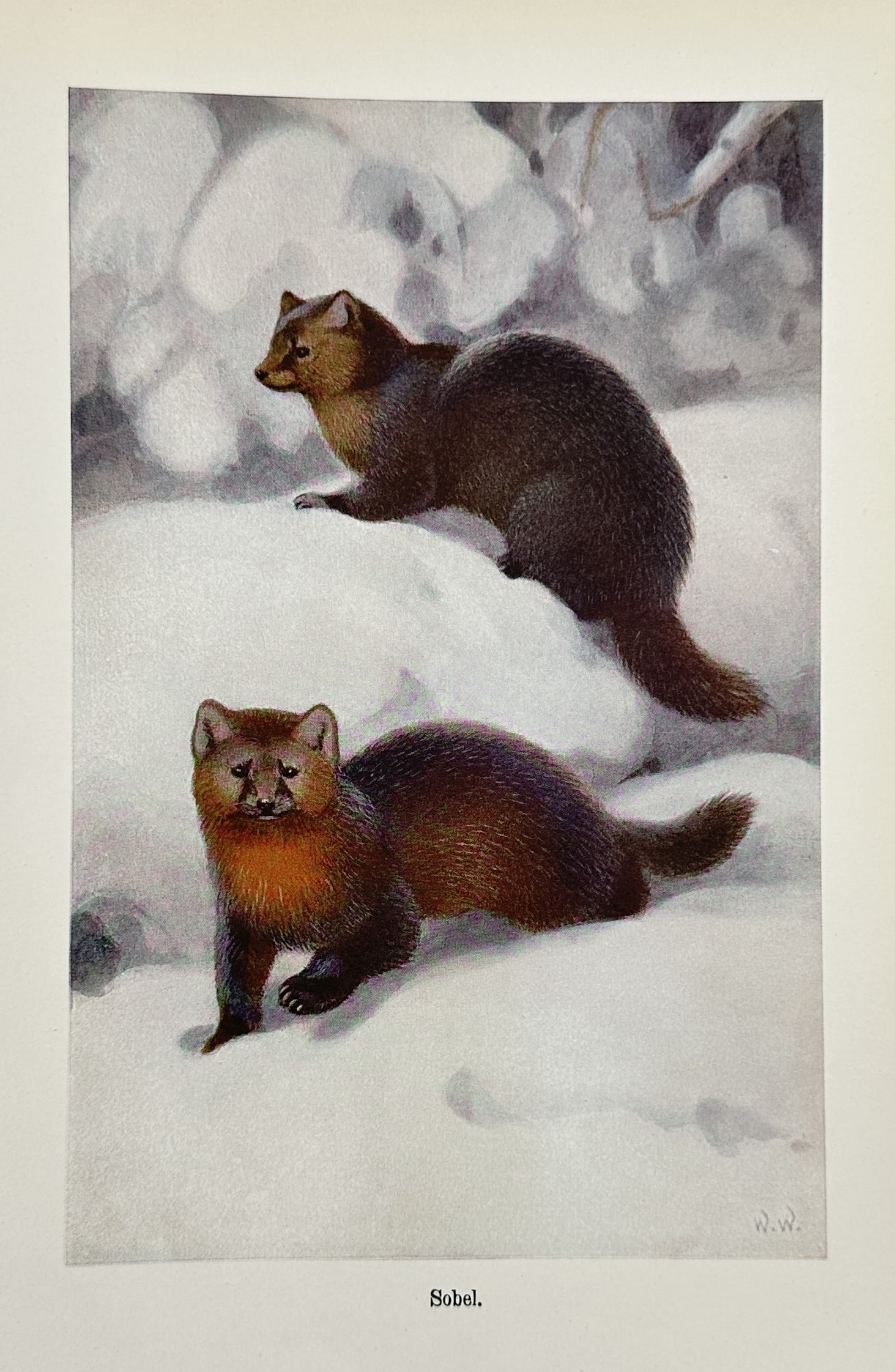 Wilhelm Kuhnert (1865–1926) – Sable – Lithograph (1924): "Sobel." This work illustrates a zoological study of the sable, depicting two individuals with rich, dark brown fur navigating a pristine, snow-covered winter landscape from Djurens Liv, published by 