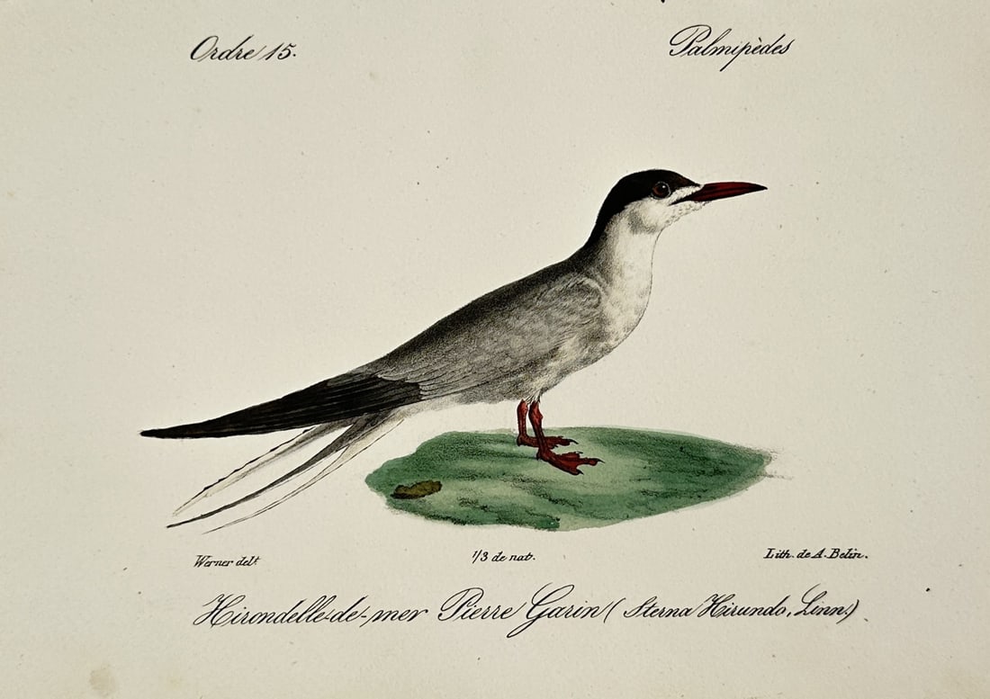 Jean-Charles Werner (1791–1849) – Common Tern – Lithograph (c. 1820–1840): "Hirondelle-de-mer Pierre Garin (Sterna Hirundo, Linn.)" This work illustrates an ornithological study of a common tern (historically noted by Carl Linnaeus's nomenclature as Sterna hirundo), depictin