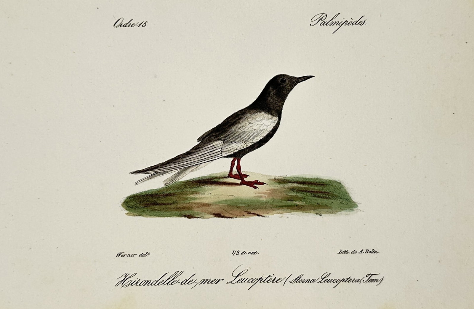 Jean-Charles Werner (1791–1849) – White-winged Tern – Lithograph (c. 1820–1840): "Hirondelle-de-mer Leucoptère (Sterna Leucoptera, Temm.)" This work illustrates an ornithological study of a white-winged tern (historically noted by Coenraad Jacob Temminck's nomenclature as Sterna 