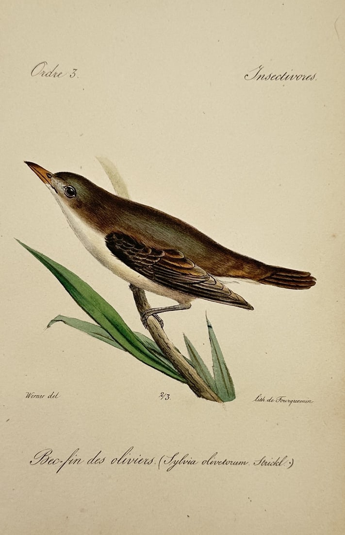 Jean-Charles Werner (1791–1849) – Olive-tree Warbler – Lithograph (c. 1820–1840) (1 of 2)