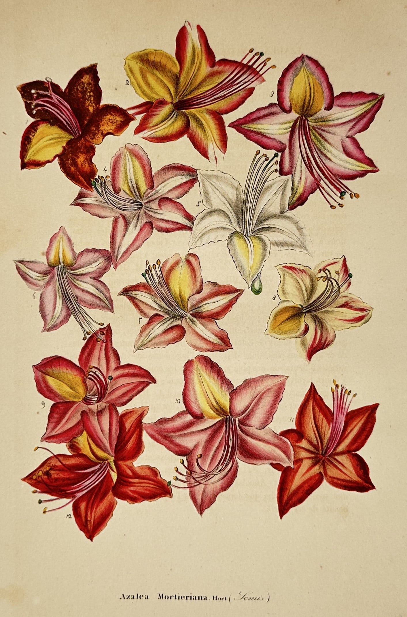 Charles Morren – Botanical Study of Azalea Mortieriana – Chromolithograph (c. 1845–1855) (1 of 2)