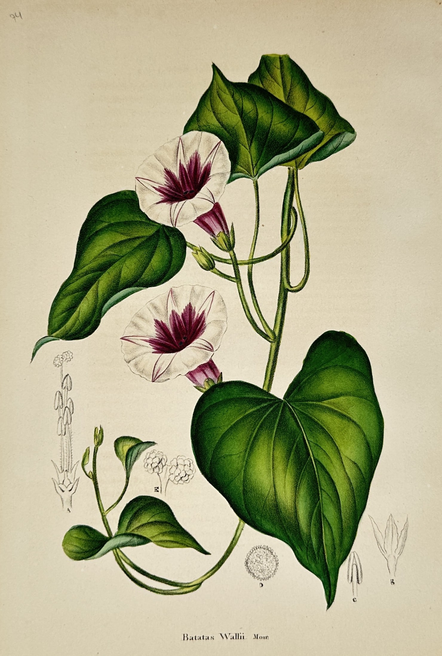 Charles Morren – Botanical Study of Batatas Wallii – Chromolithograph (c. 1846–1855) (1 of 2)