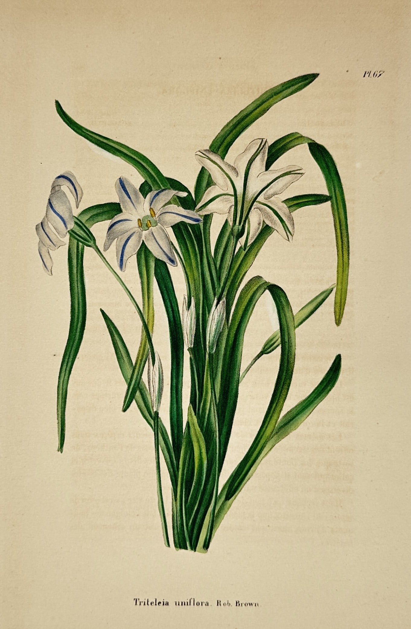 Charles Morren – Botanical Study of Triteleia uniflora – Chromolithograph (c. 1845–1855): "Triteleia uniflora. Rob. Brown. Pl. 67." This plate features a botanical study published in a Belgian horticultural periodical, such as the Annales de la Société Royale d'Agriculture et de Botaniqu