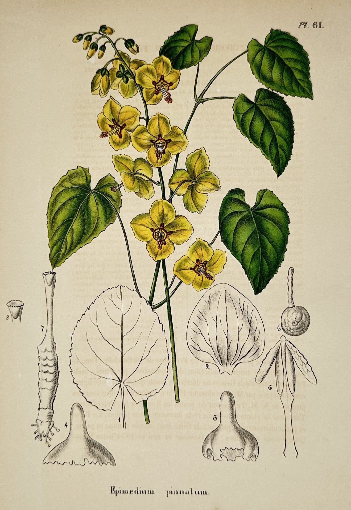 Charles Morren – Botanical Study of Epimedium pinnatum – Chromolithograph (c. 1845–1849) (1 of 2)