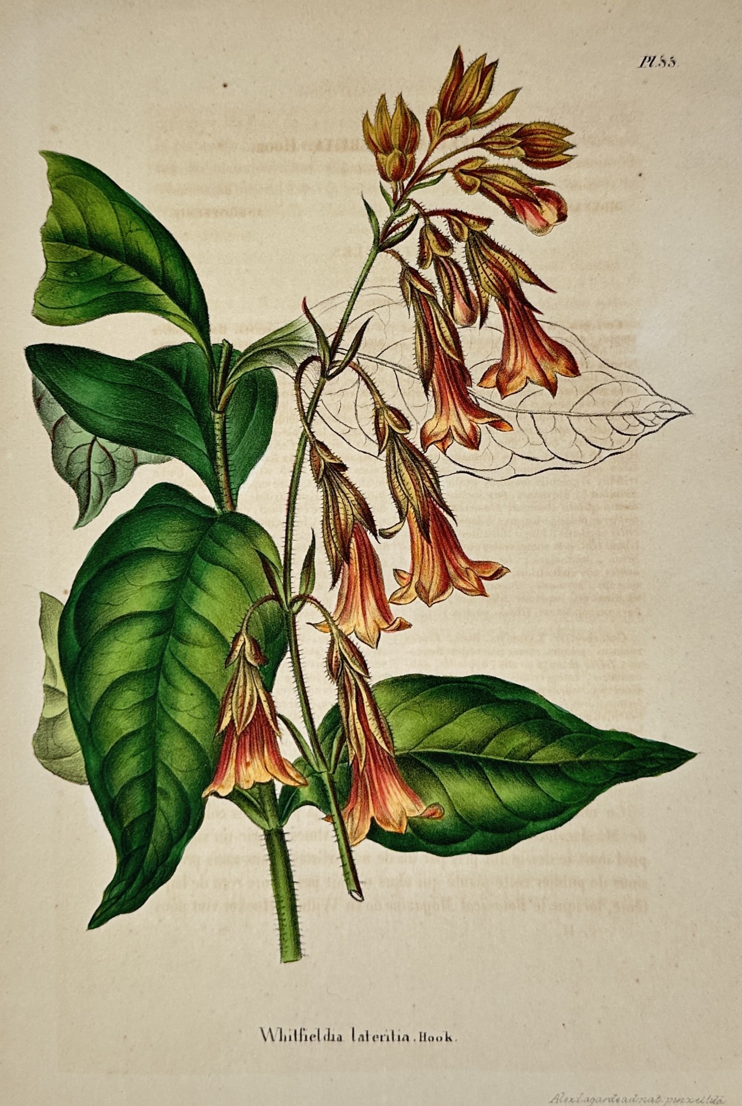 Charles Morren – Botanical Study of Whitfieldia lateritia – Chromolithograph (c. 1845–1850) (1 of 2)