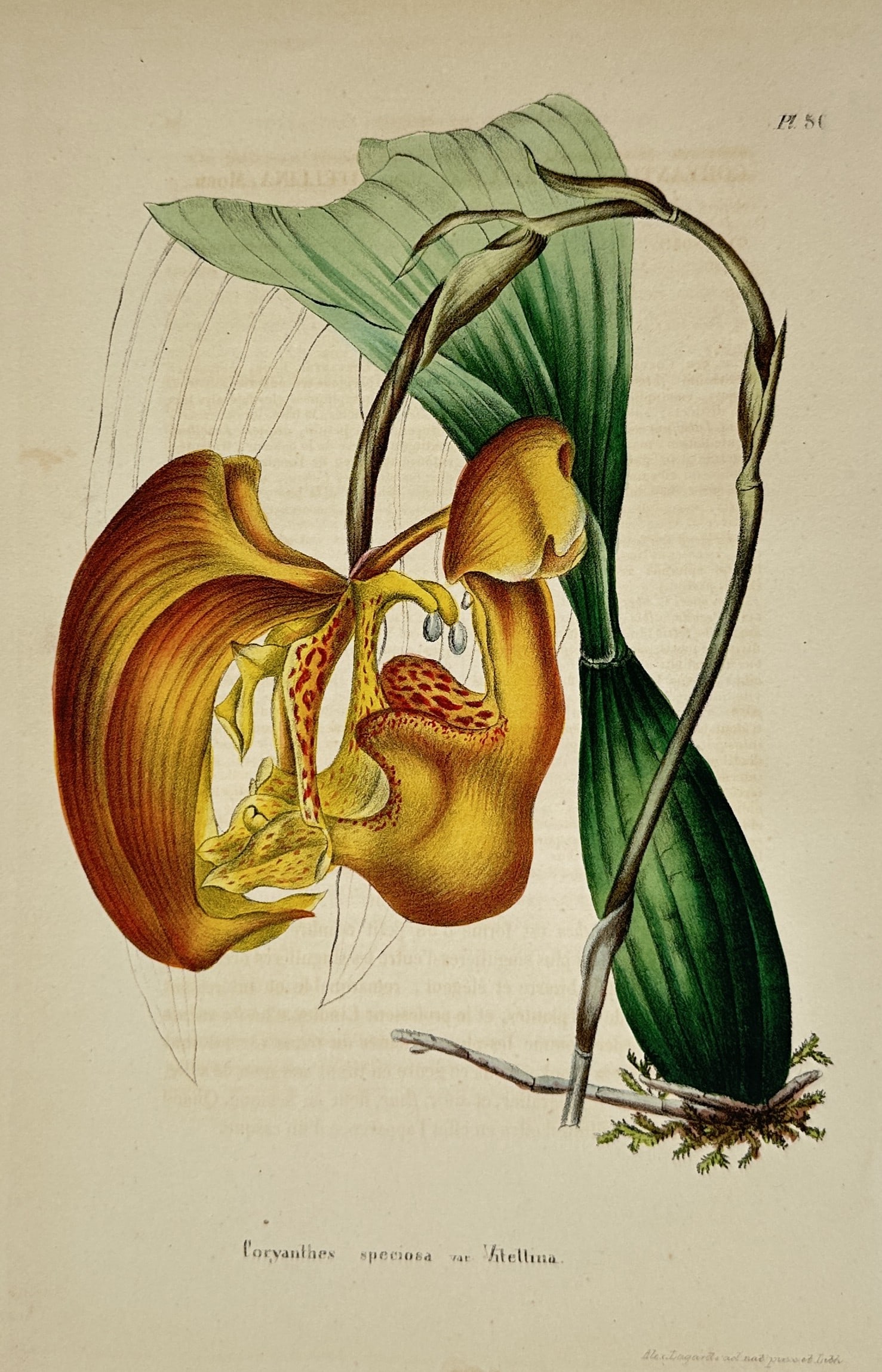 Charles Morren – Botanical Study of Coryanthes – Chromolithograph (c. 1845–1850): "Coryanthes speciosa var. vitellina. Pl. 80." This plate features an extraordinary orchid study published in the Belgian horticultural periodical Annales de la Société Royale d'Agriculture et de Bot
