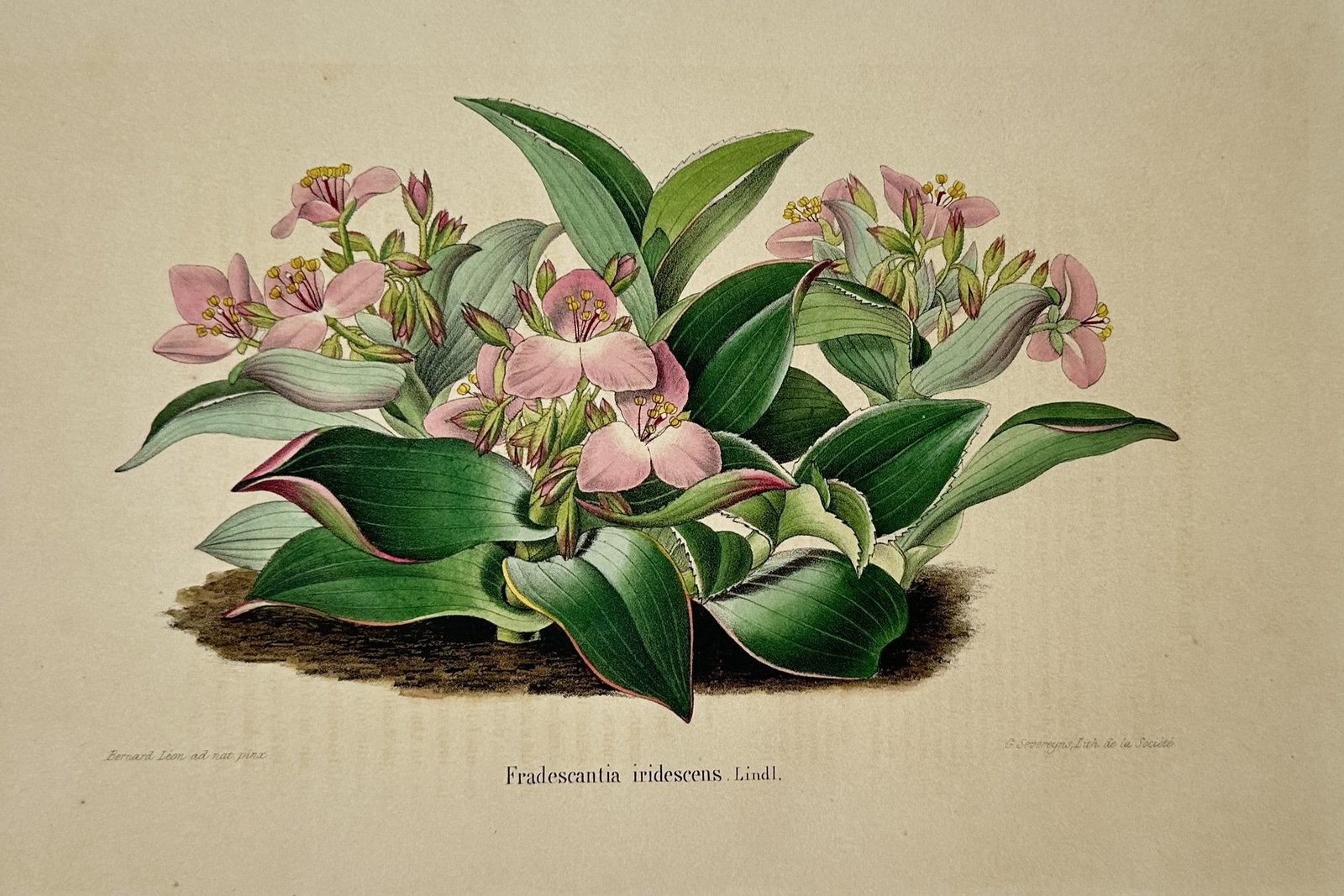 Charles Morren – Botanical Study of Tradescantia iridescens – Chromolithograph (c. 1845–1855) (1 of 2)
