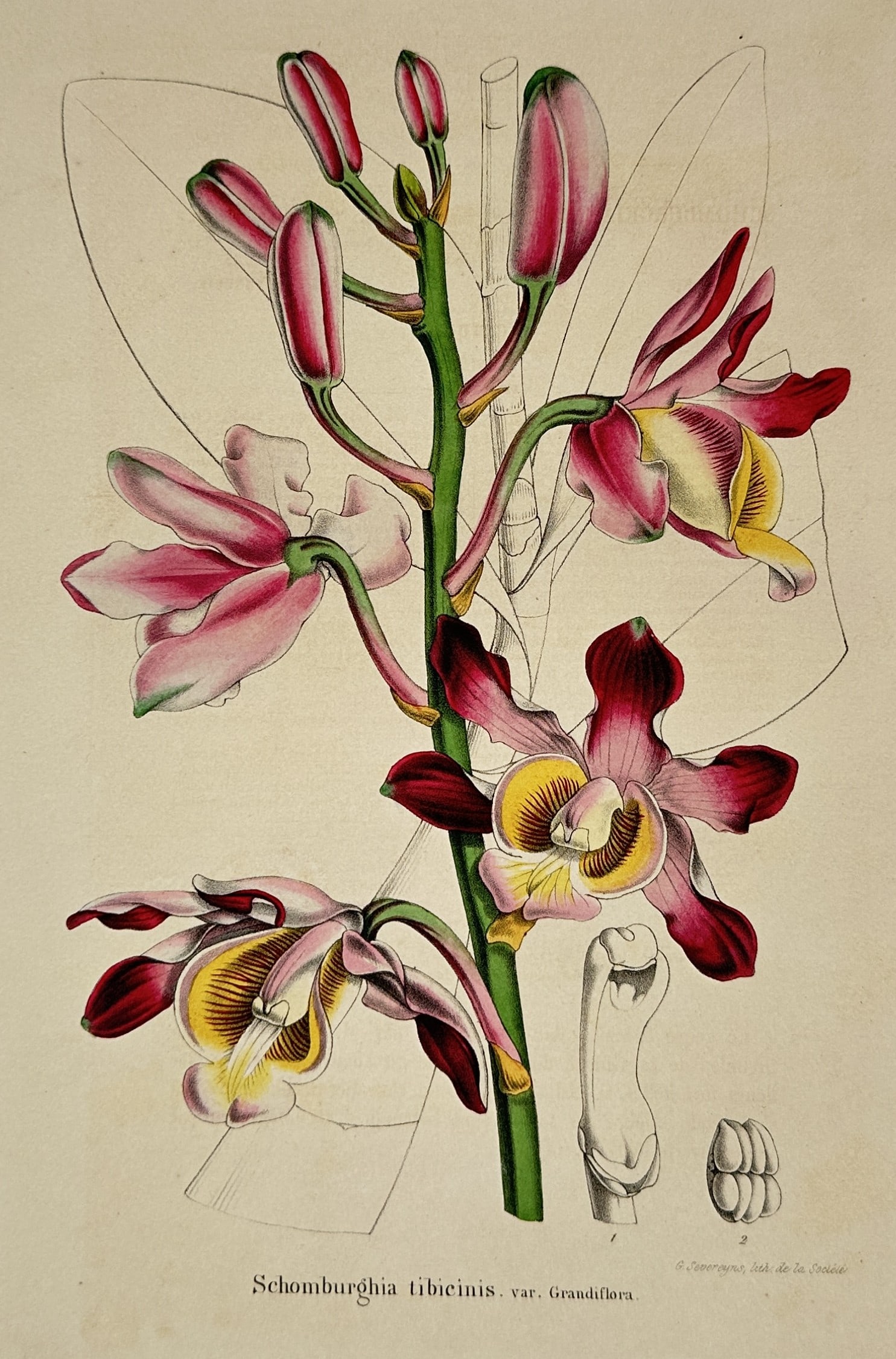 Charles Morren – Botanical Study of Schomburgkia – Chromolithograph (c. 1845–1855): "Schomburgkia tibicinis var. Grandiflora." This plate features an exceptional orchid study published in a Belgian horticultural periodical, such as the Annales de la Société Royale d'Agriculture et 