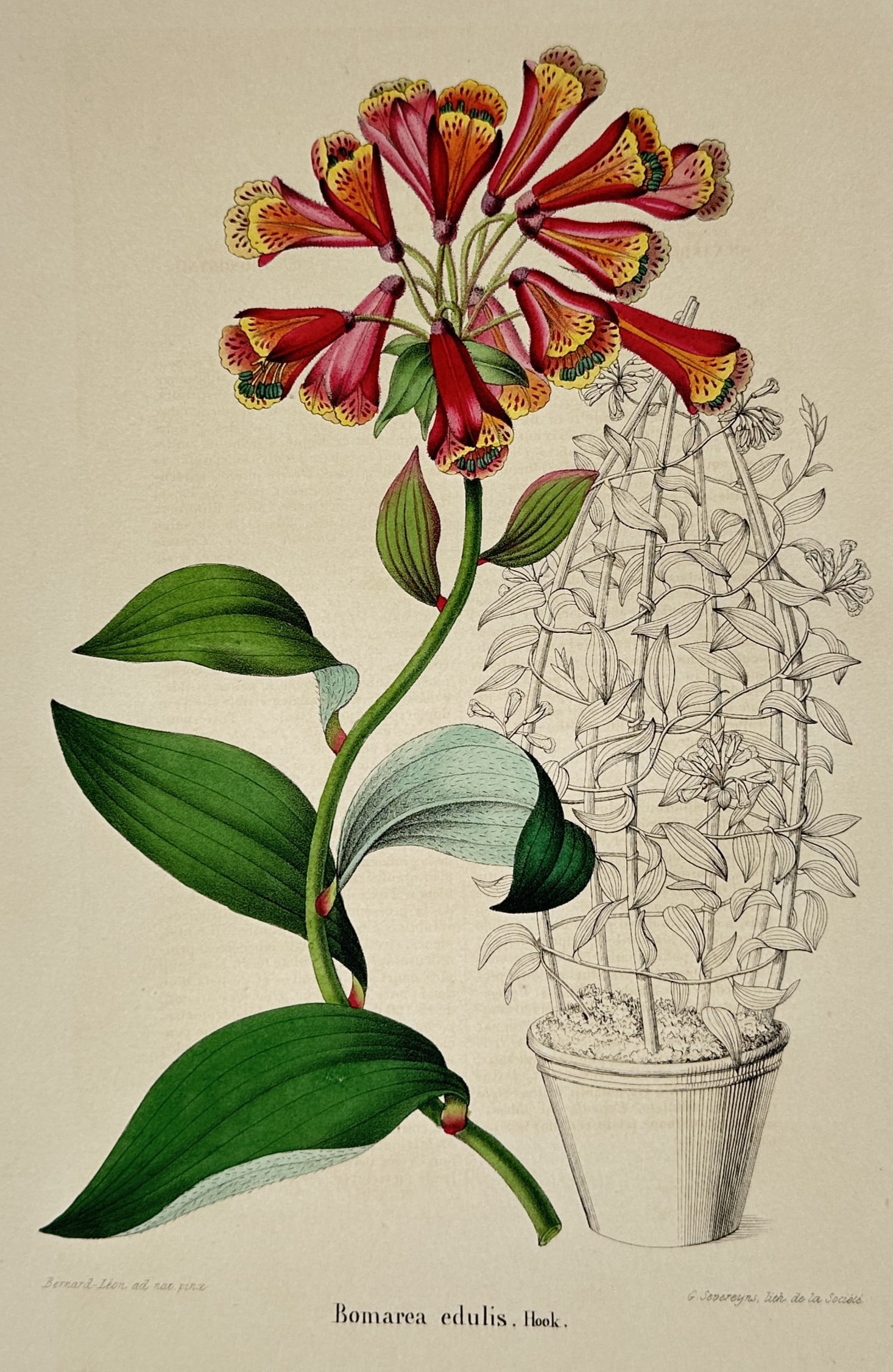 Charles Morren – Botanical Study of Bomarea edulis – Chromolithograph (c. 1845–1855): "Bomarea edulis. Hook." This plate features an elegant botanical study published in a Belgian horticultural periodical, such as the Annales de la Société Royale d'Agriculture et de Botanique de Gand