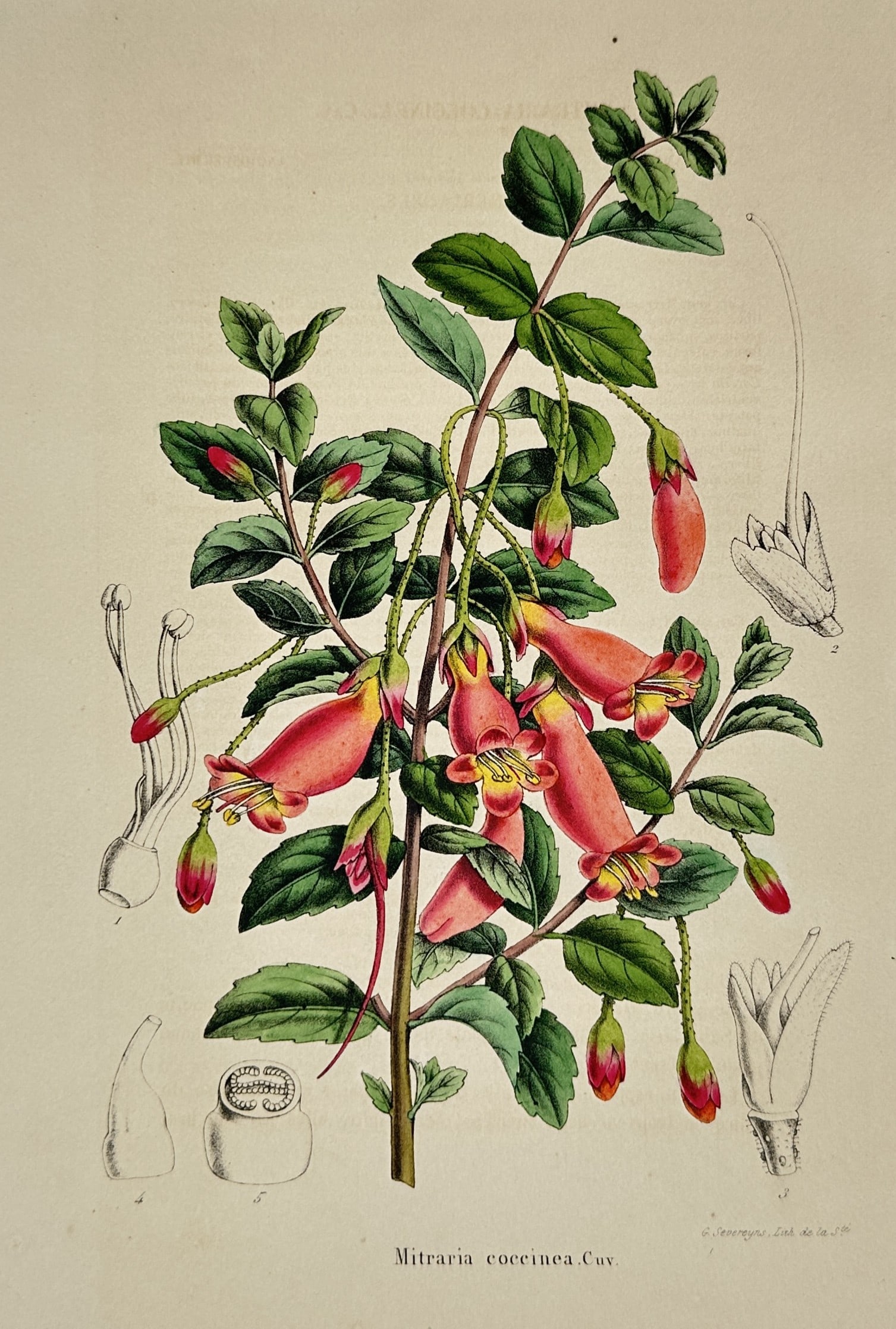 Charles Morren – Botanical Study of Mitraria coccinea – Chromolithograph (c. 1845–1855) (1 of 2)