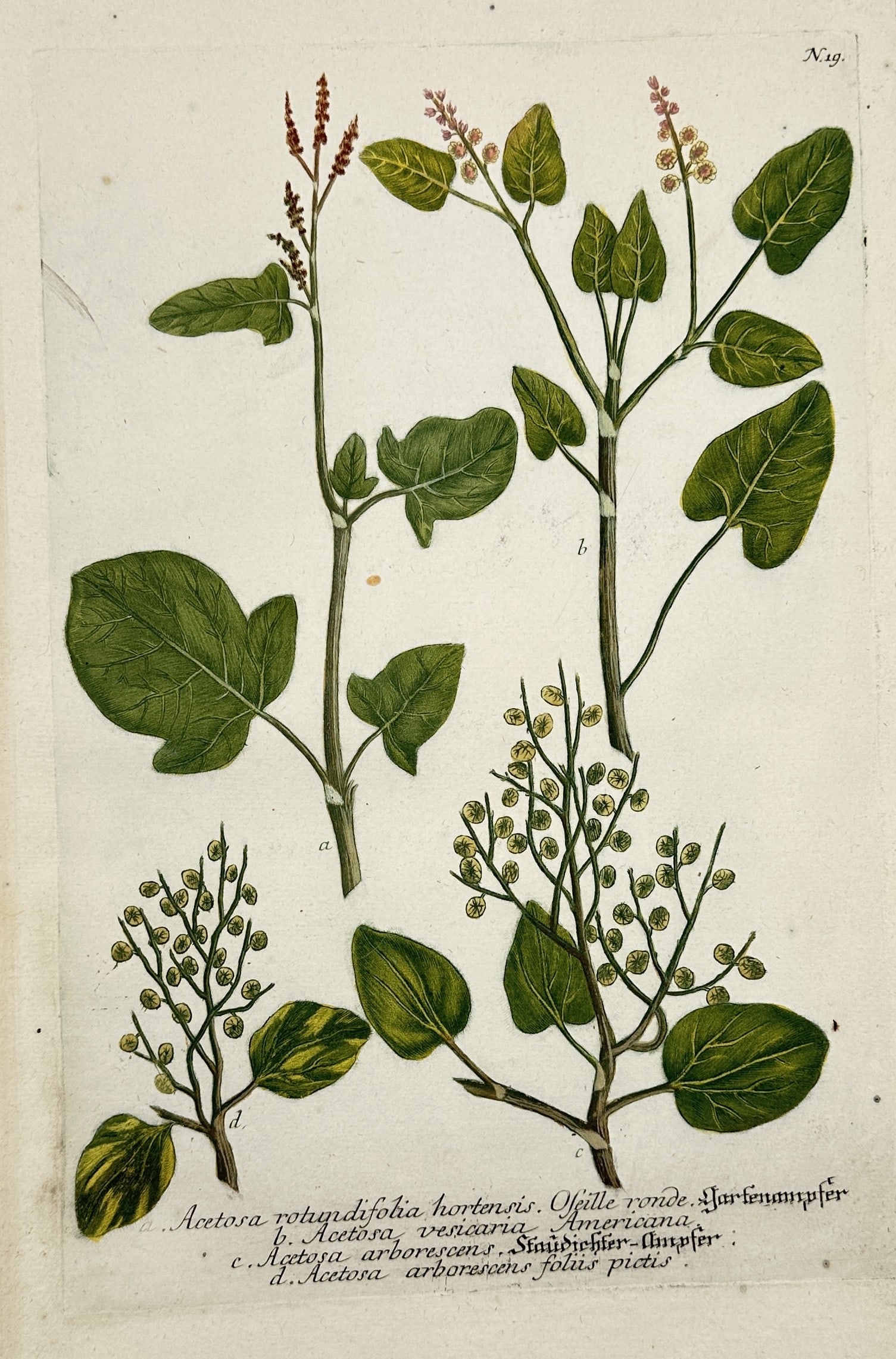 Johann Wilhelm Weinmann – Botanical Study of Sorrel and Dock Variants – Mezzotint and Engraving (1 of 2)
