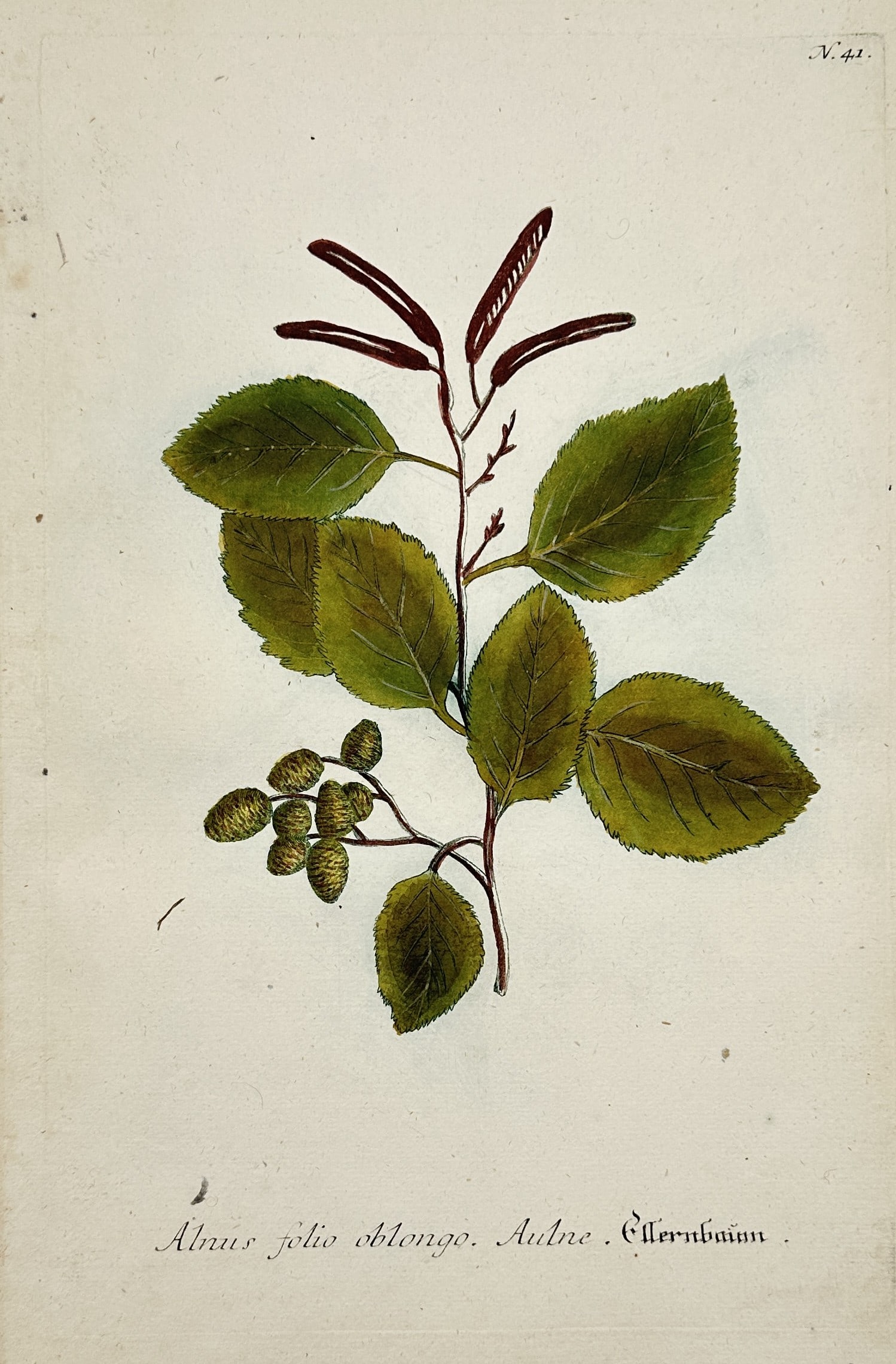 Johann Wilhelm Weinmann – Botanical Study of Alder – Mezzotint and Engraving (1737–1745) (1 of 2)