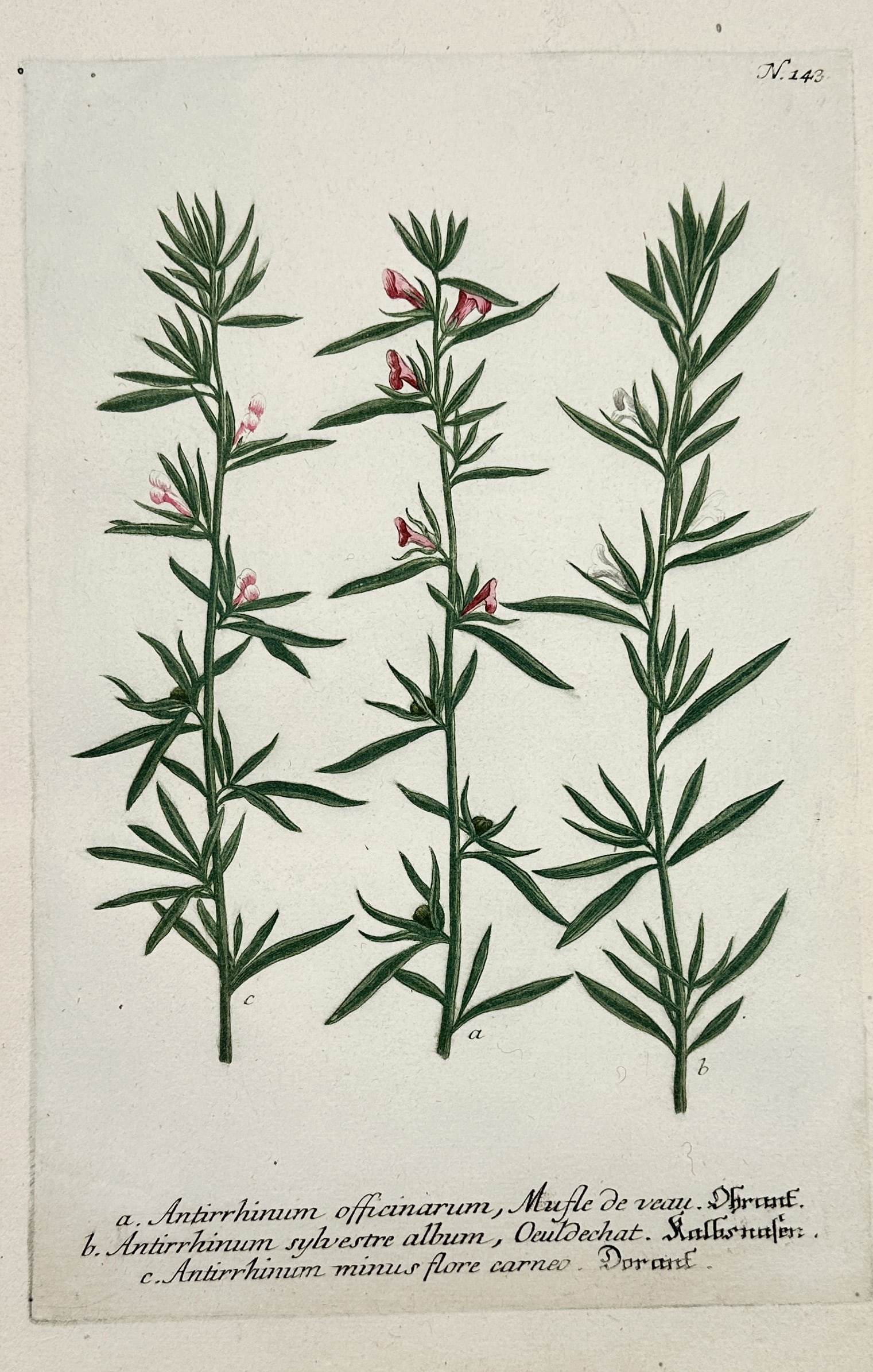 Johann Wilhelm Weinmann – Botanical Study of Snapdragon Variants – Mezzotint and Engraving (1 of 2)
