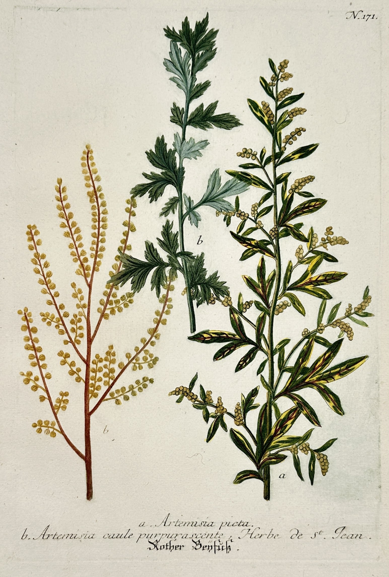 Johann Wilhelm Weinmann – Botanical Study of Mugwort and Wormwood Variants (1 of 2)