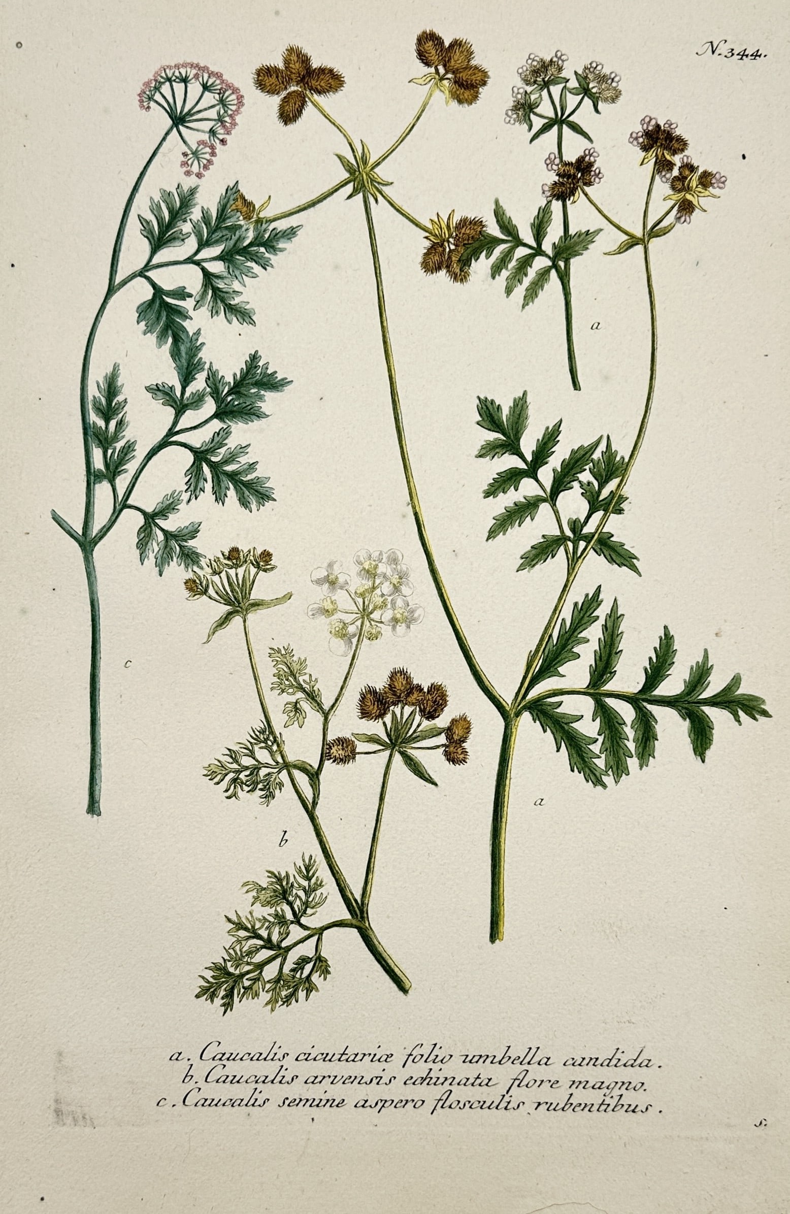 Johann Wilhelm Weinmann – Botanical Study of Bur-Parsley Variants – Mezzotint and Engraving: This plate features a detailed botanical study from Phytanthoza Iconographica, showcasing three distinct variants of bur-parsley plants. The composition depicts the slender stems, finely divided fern-
