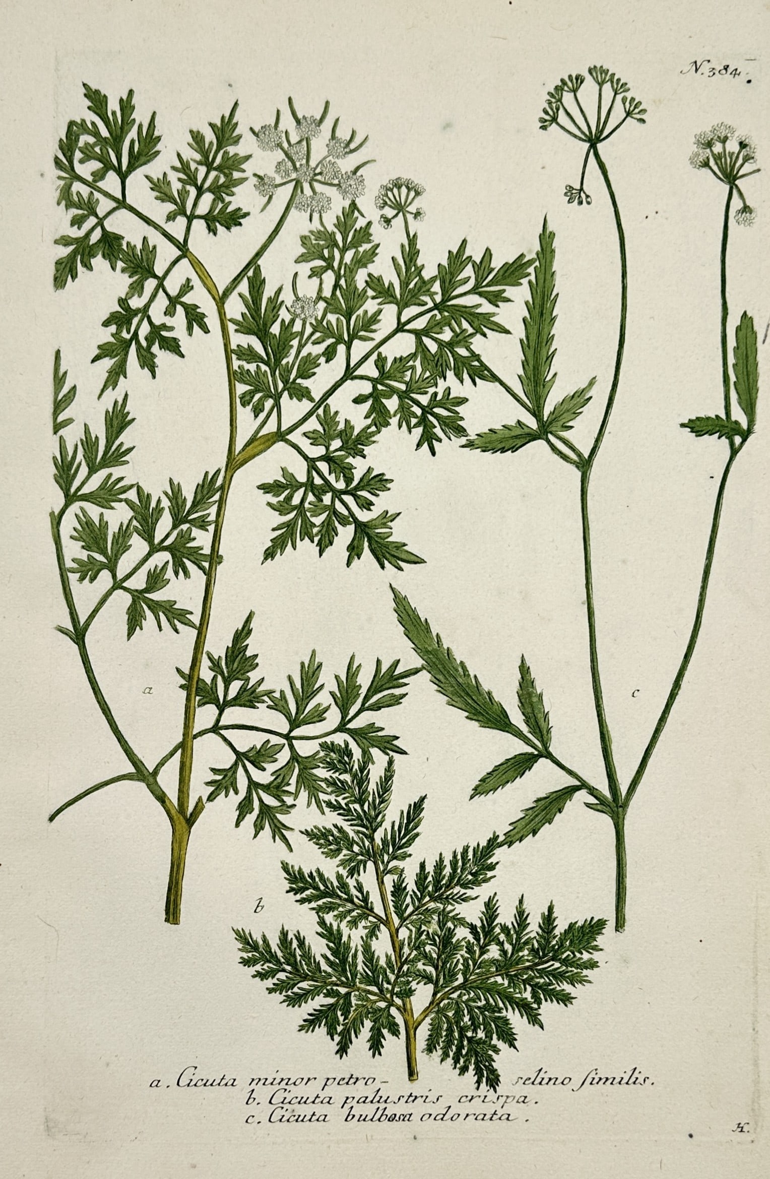 Johann Wilhelm Weinmann – Botanical Study of Water Hemlock and Cowbane Variants (1 of 2)
