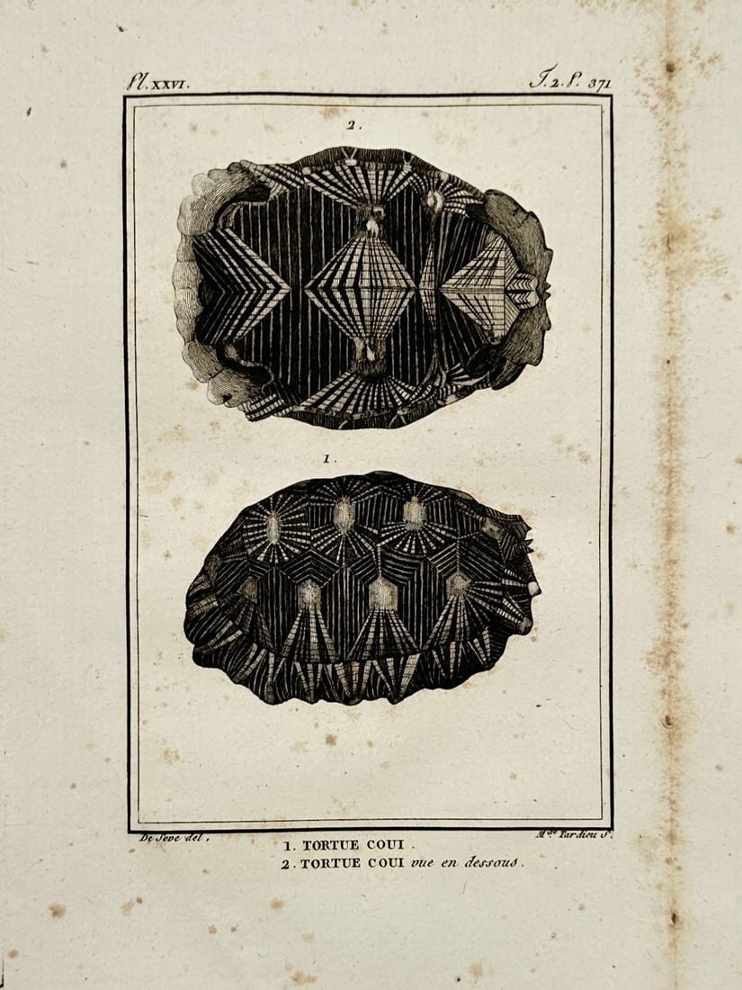Georges-Louis Leclerc, Comte de Buffon – Radiated Tortoise Shell Studies (1 of 2)