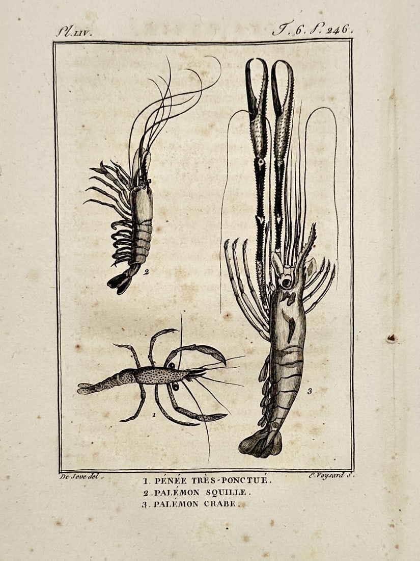 Georges-Louis Leclerc, Comte de Buffon – Studies of Shrimps and Prawns (1 of 2)