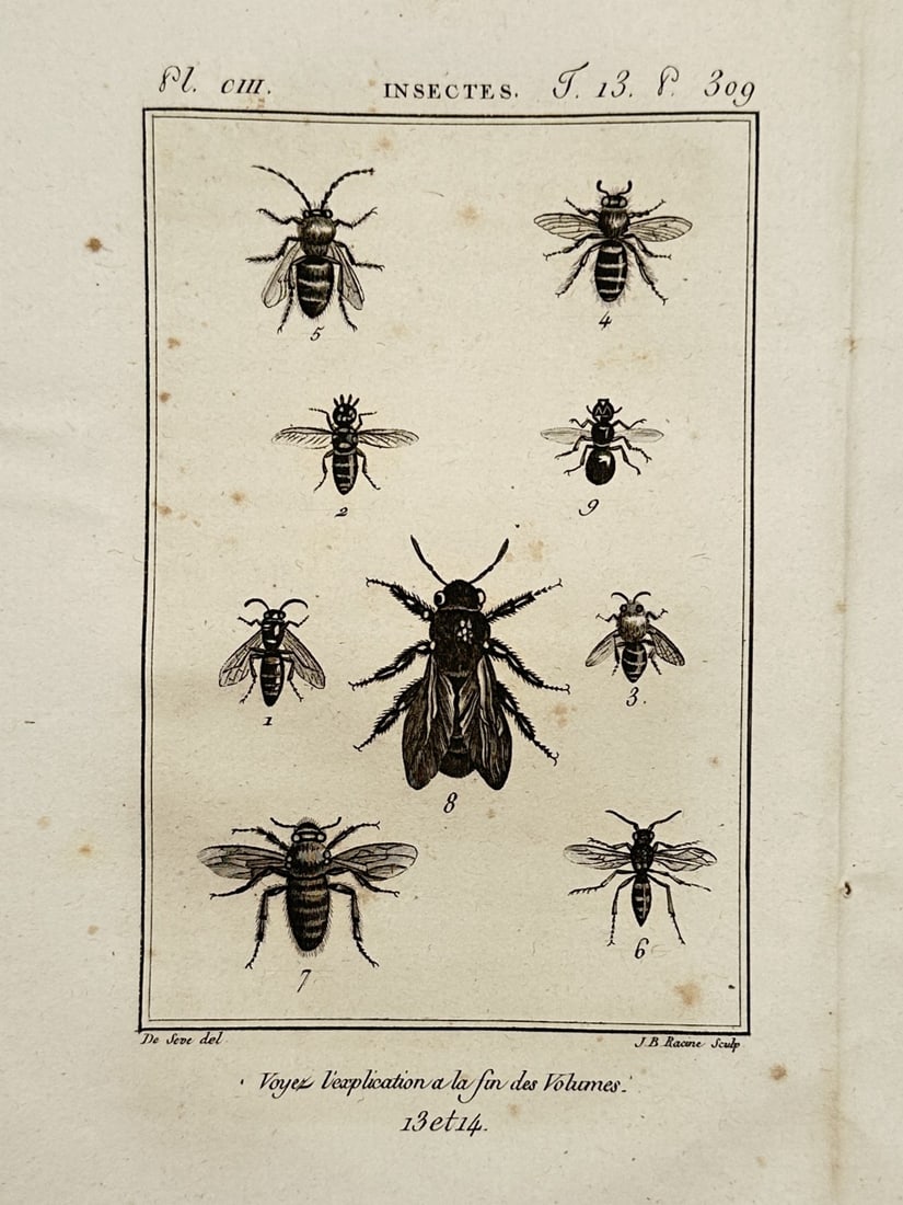 Georges-Louis Leclerc, Comte de Buffon – Studies of Bees and Winged Insects (1 of 2)