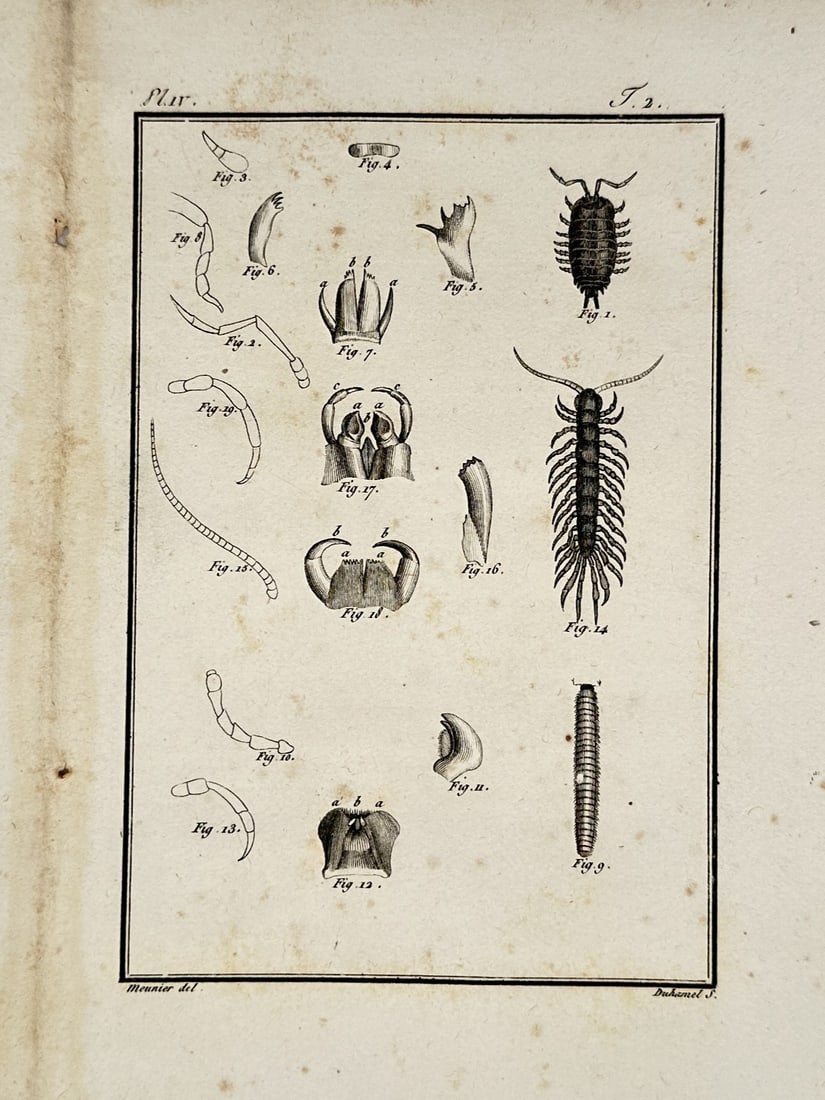 Georges-Louis Leclerc, Comte de Buffon – Studies of Myriapods and Isopods (1 of 2)