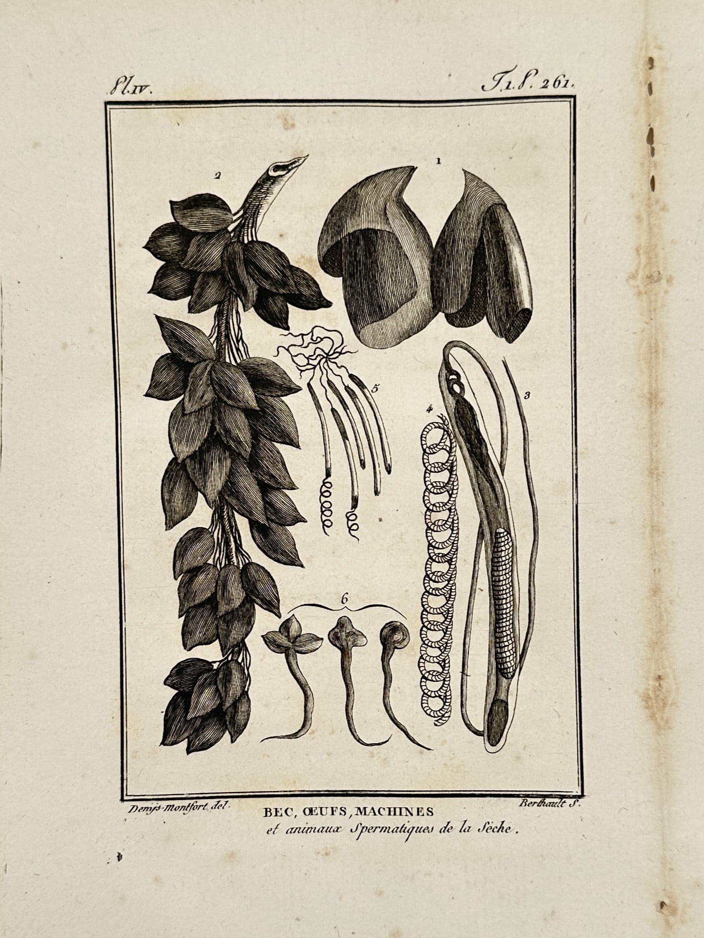 Georges-Louis Leclerc, Comte de Buffon – Studies of Cuttlefish Anatomy and Eggs (1 of 2)