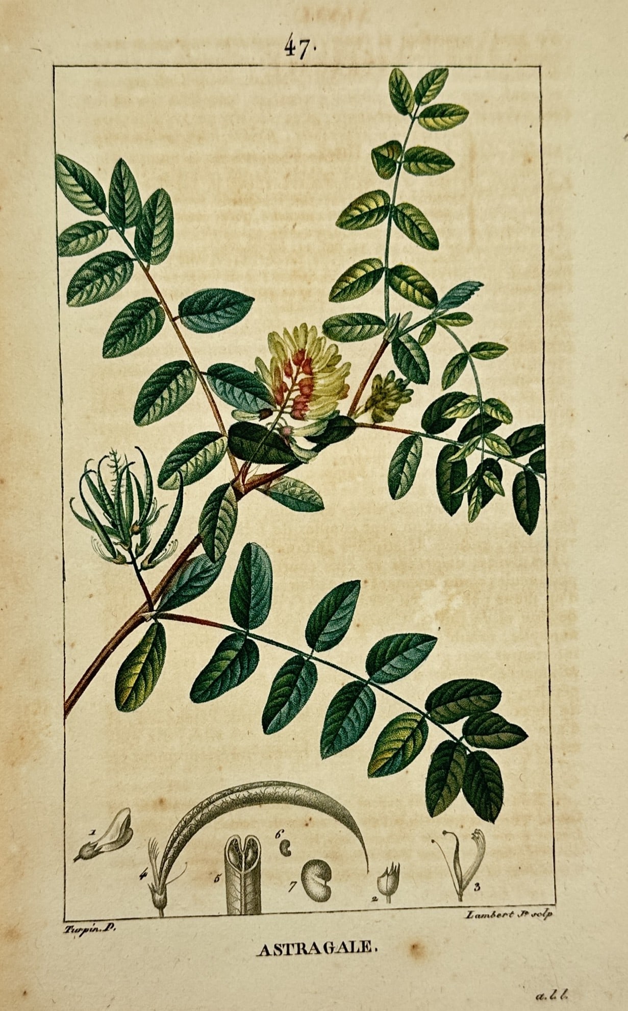 Pierre Jean François Turpin – Botanical Study of Milk-Vetch – Hand-Colored Engraving (1 of 2)