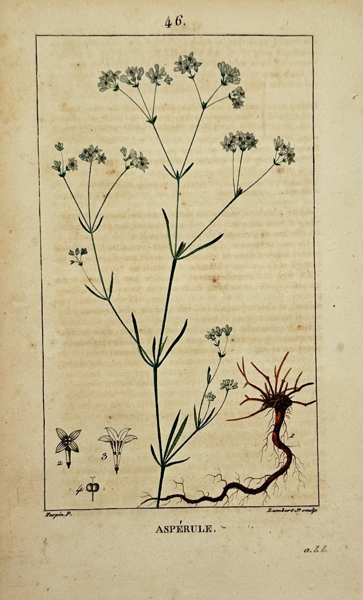 Pierre Jean François Turpin – Botanical Study of Woodruff – Hand-Colored Engraving (1 of 2)
