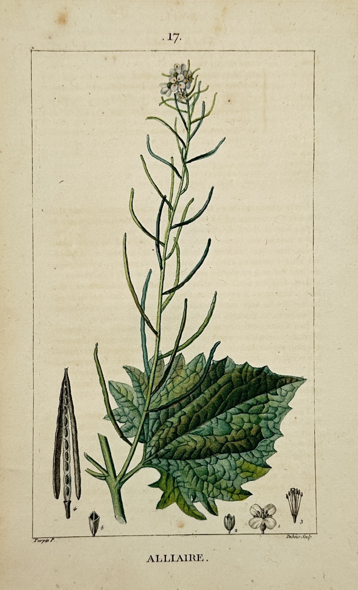 Pierre Jean François Turpin – Botanical Study of Garlic Mustard – Hand-Colored Engraving (1 of 2)