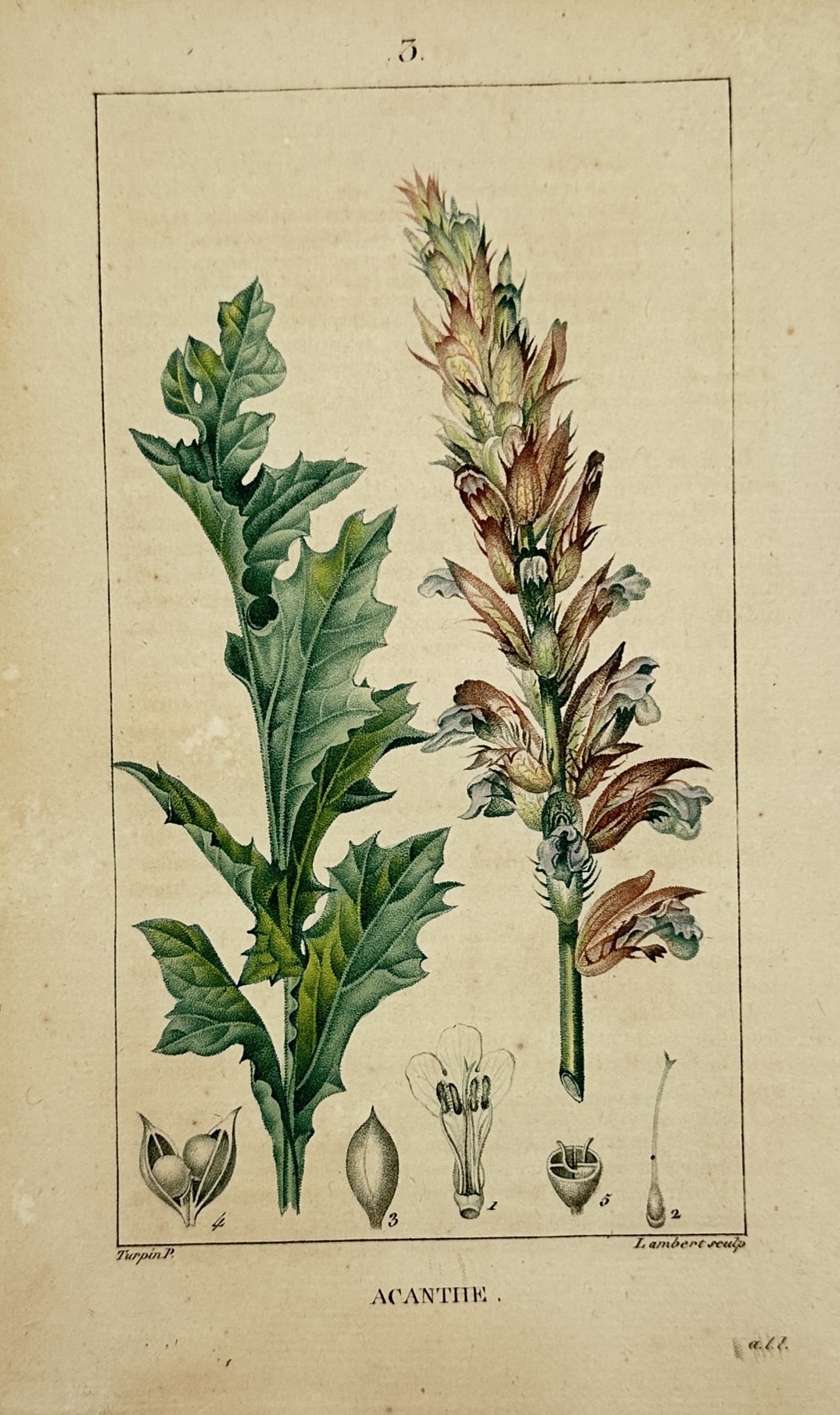 Pierre Jean François Turpin – Botanical Study of Acanthus – Hand-Colored Engraving (c. (1 of 2)