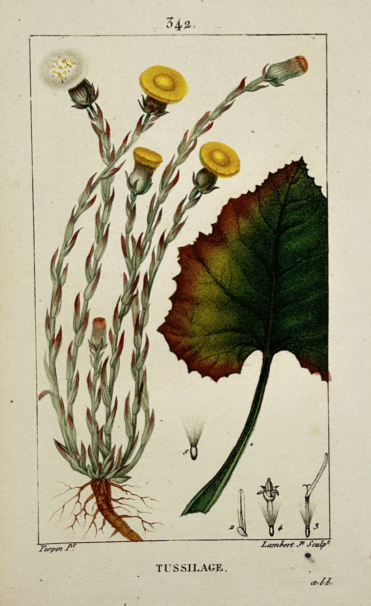 Pierre Jean François Turpin – Botanical Study of Coltsfoot – Hand-Colored Engraving (c. (1 of 2)