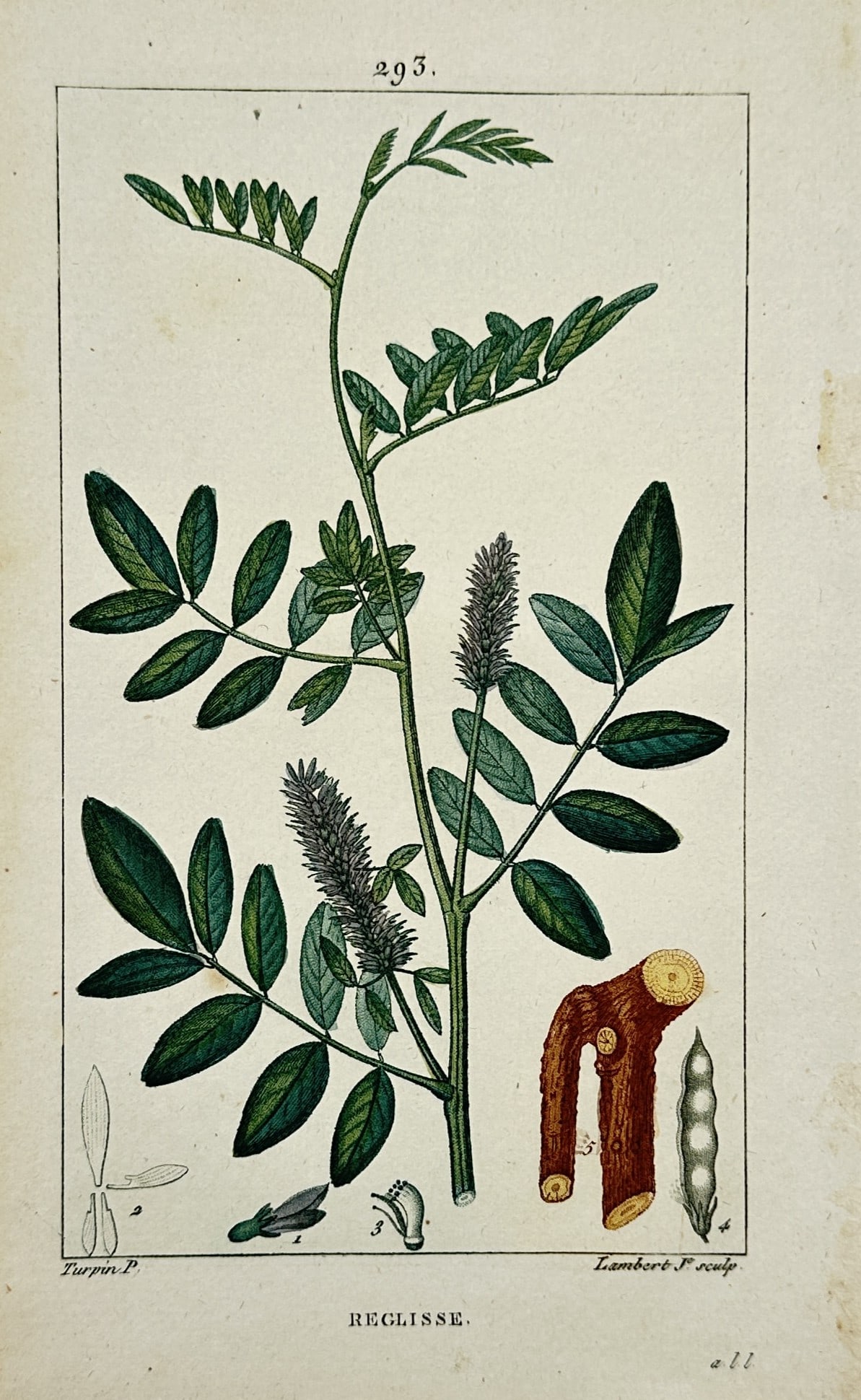 Pierre Jean François Turpin – Botanical Study of Liquorice – Hand-Colored Engraving (c. (1 of 2)