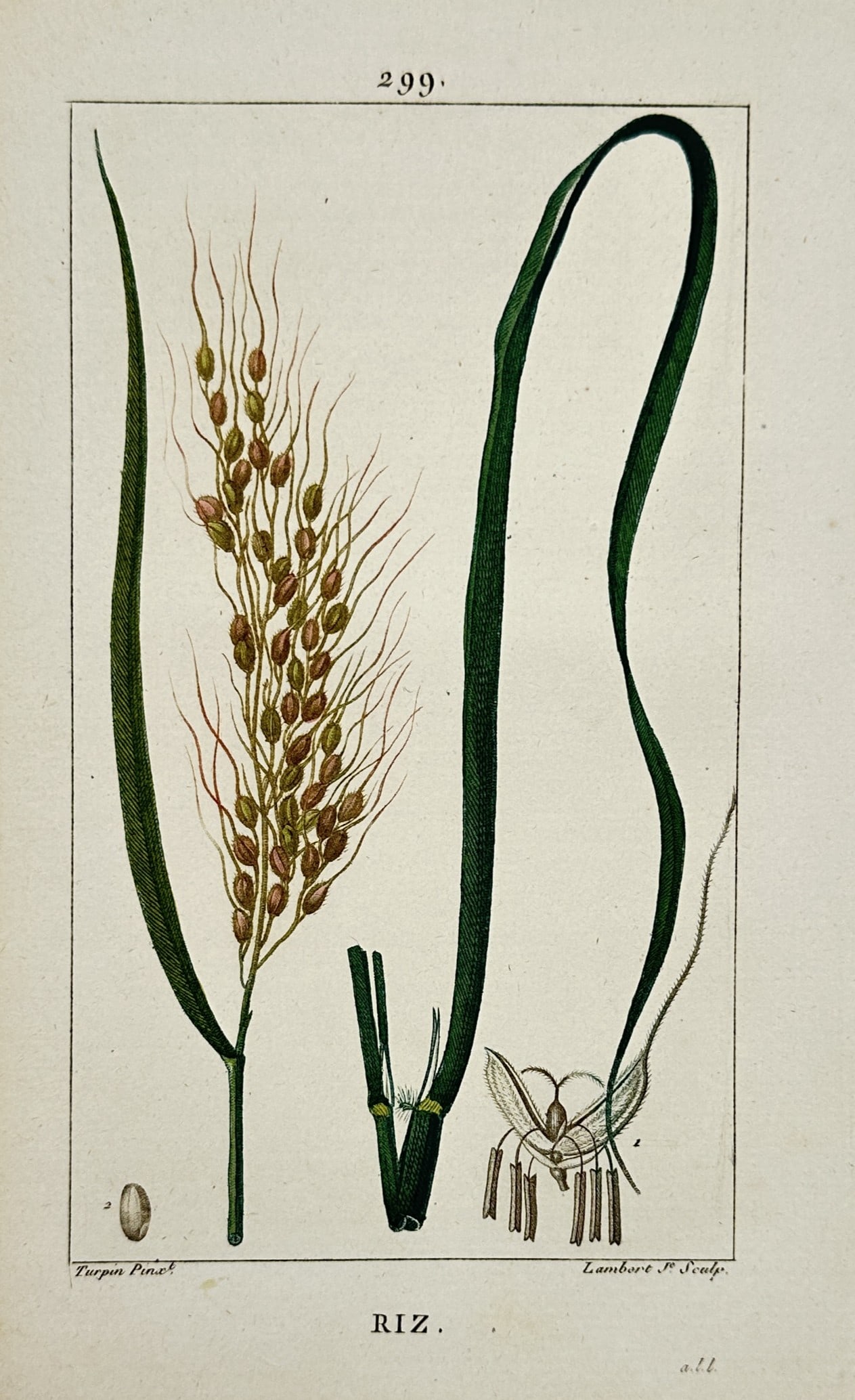 Pierre Jean François Turpin – Botanical Study of Rice – Hand-Colored Engraving (c. 1800–1820) (1 of 2)