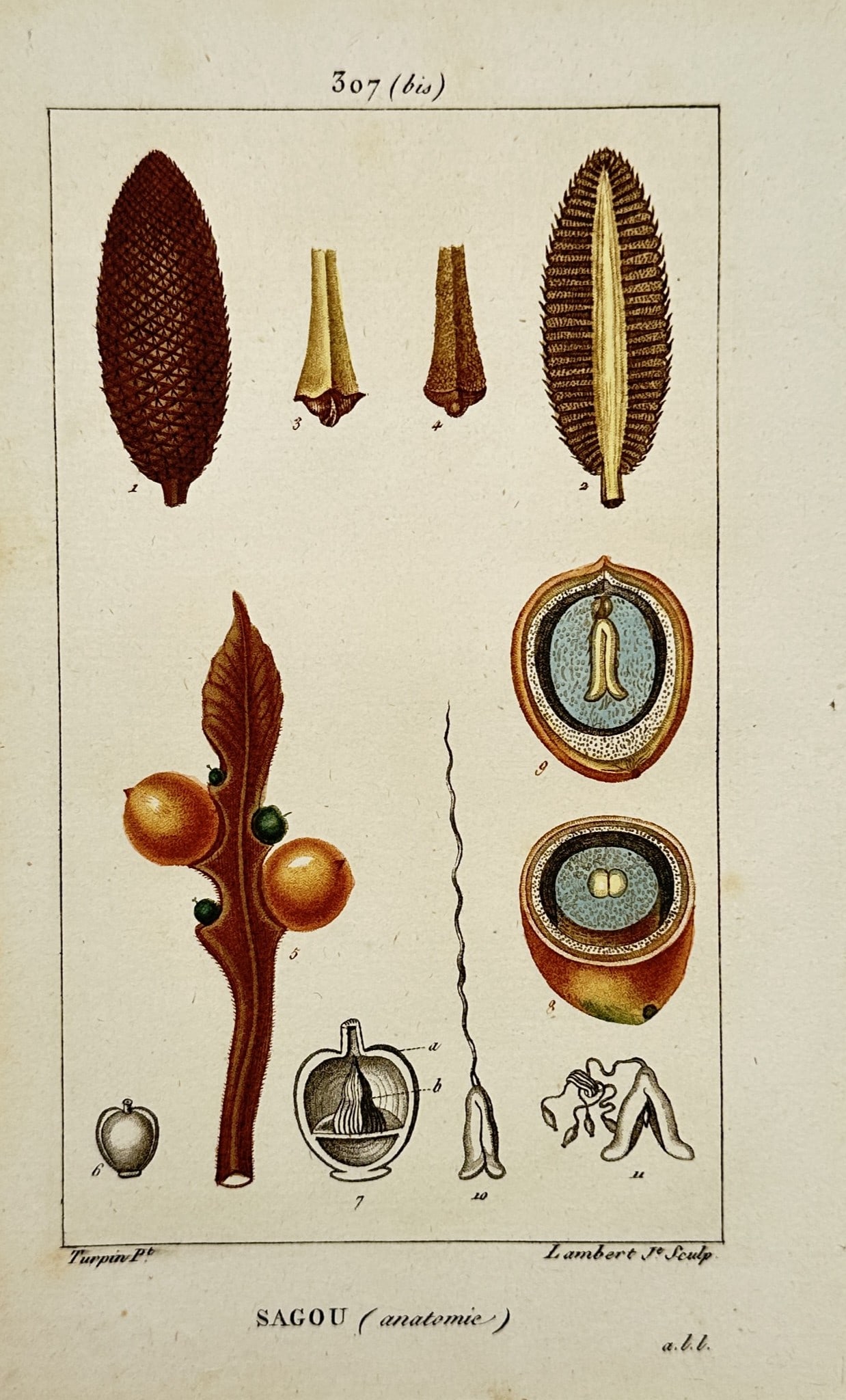 Pierre Jean François Turpin – Botanical Anatomy of Sago Palm – Hand-Colored Engraving: This plate features a detailed botanical study showcasing the carpological and anatomical components of a sago palm. The composition portrays a full textured cone or fruit cluster at the upper left ne