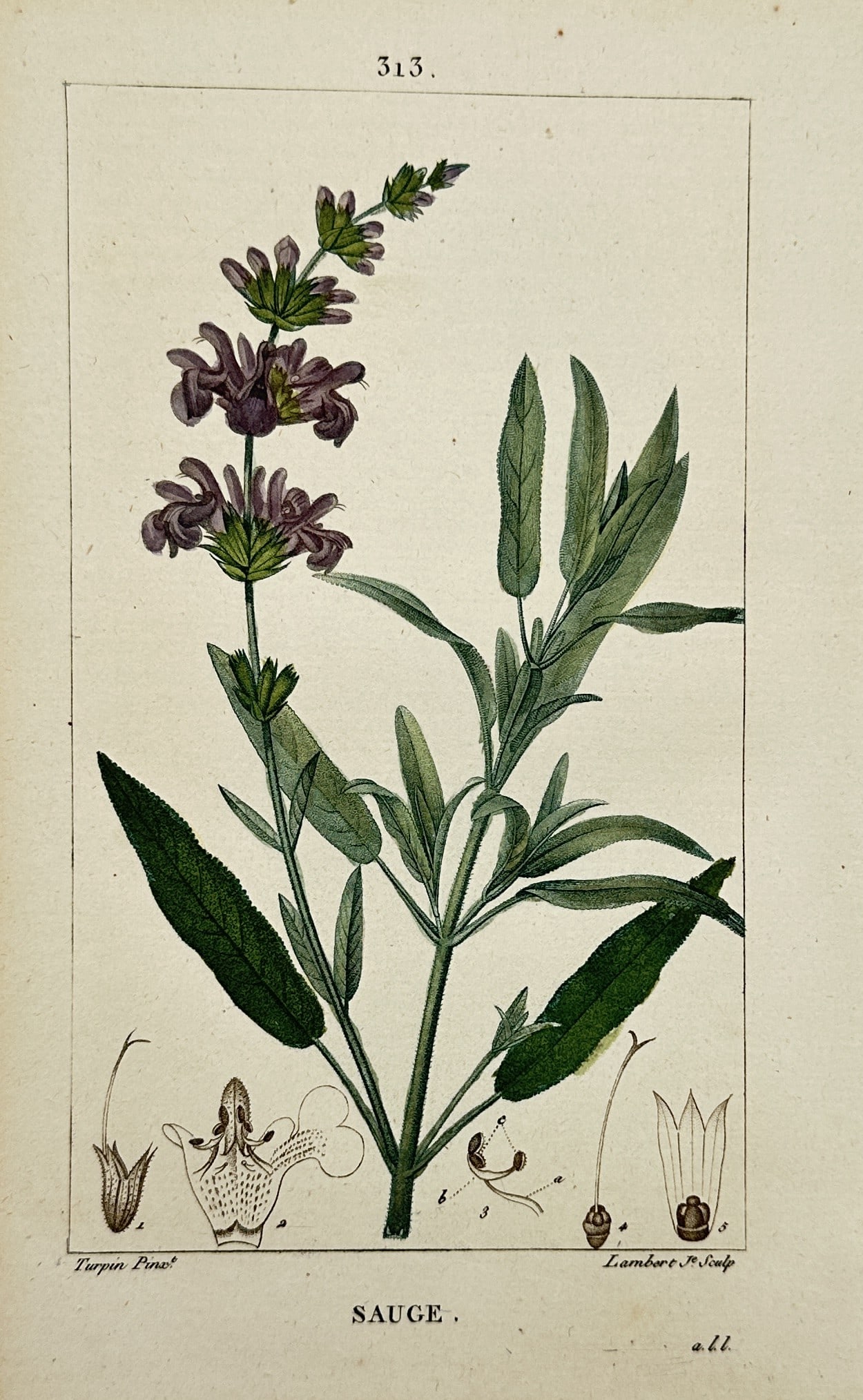 Pierre Jean François Turpin – Botanical Study of Sage – Hand-Colored Engraving (c. 1800–1820) (1 of 2)